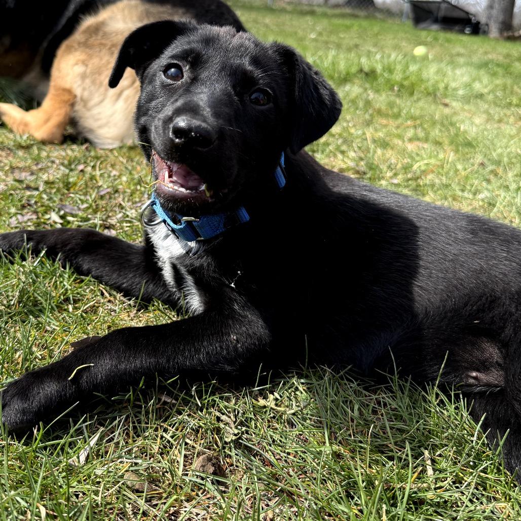 Lulu , adoptable, Puppy Female Cattle Dog & Mixed Breed.