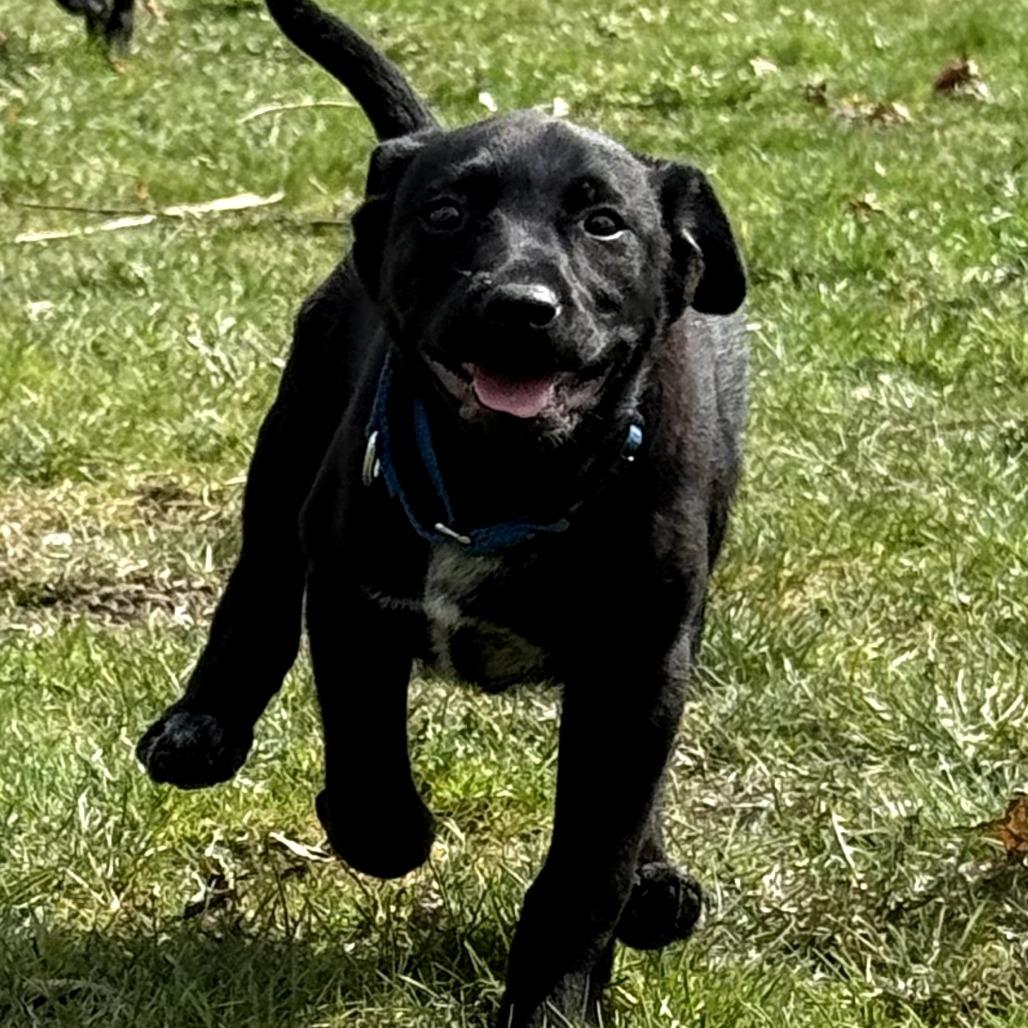 Enlarge Lulu , an adoptable mixed breed in Fenton, MI image 2/3