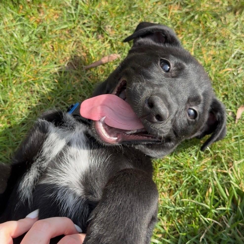 Enlarge Lulu , an adoptable mixed breed in Fenton, MI image 3/3