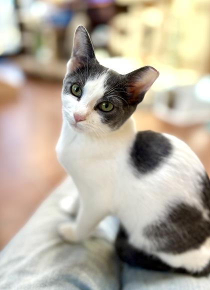 Enlarge Bingo, a Adoptable mixed breed in Oracle, AZ image 1/1