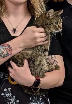 Enlarge Paige, an adopted Tabby in Wilmington, OH image 1/1