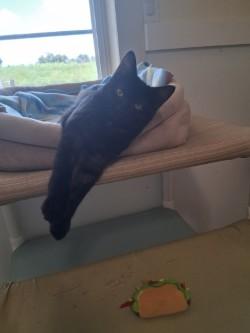 Enlarge Dean, a Adoptable Domestic Short Hair in Lincoln, IL image 1/2