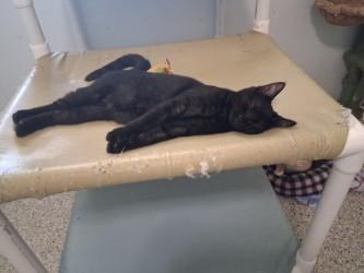 Enlarge Dean, a Adoptable Domestic Short Hair in Lincoln, IL image 2/2