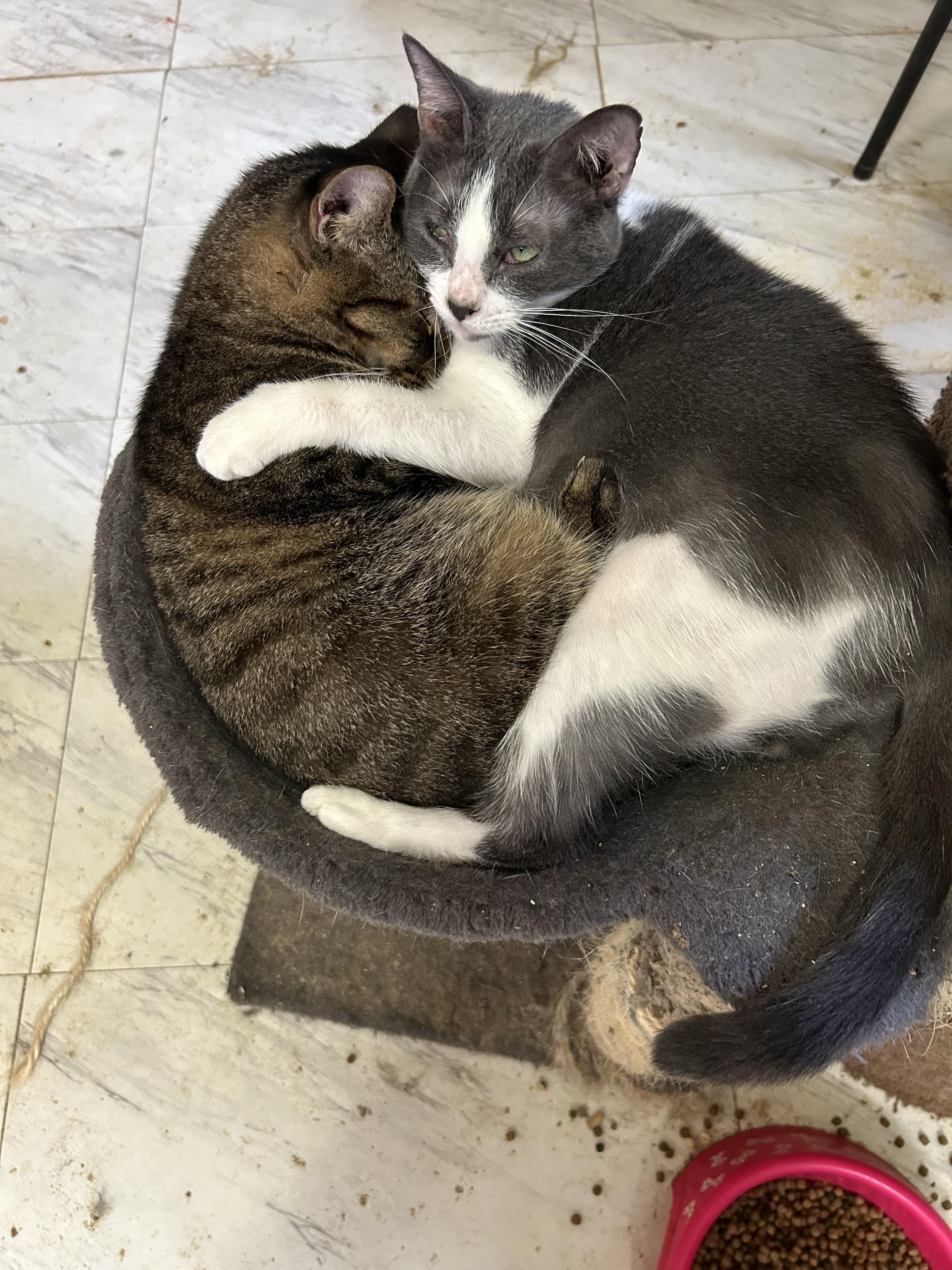 Enlarge Crockett, a Adoptable mixed breed in New Orleans, LA image 3/7