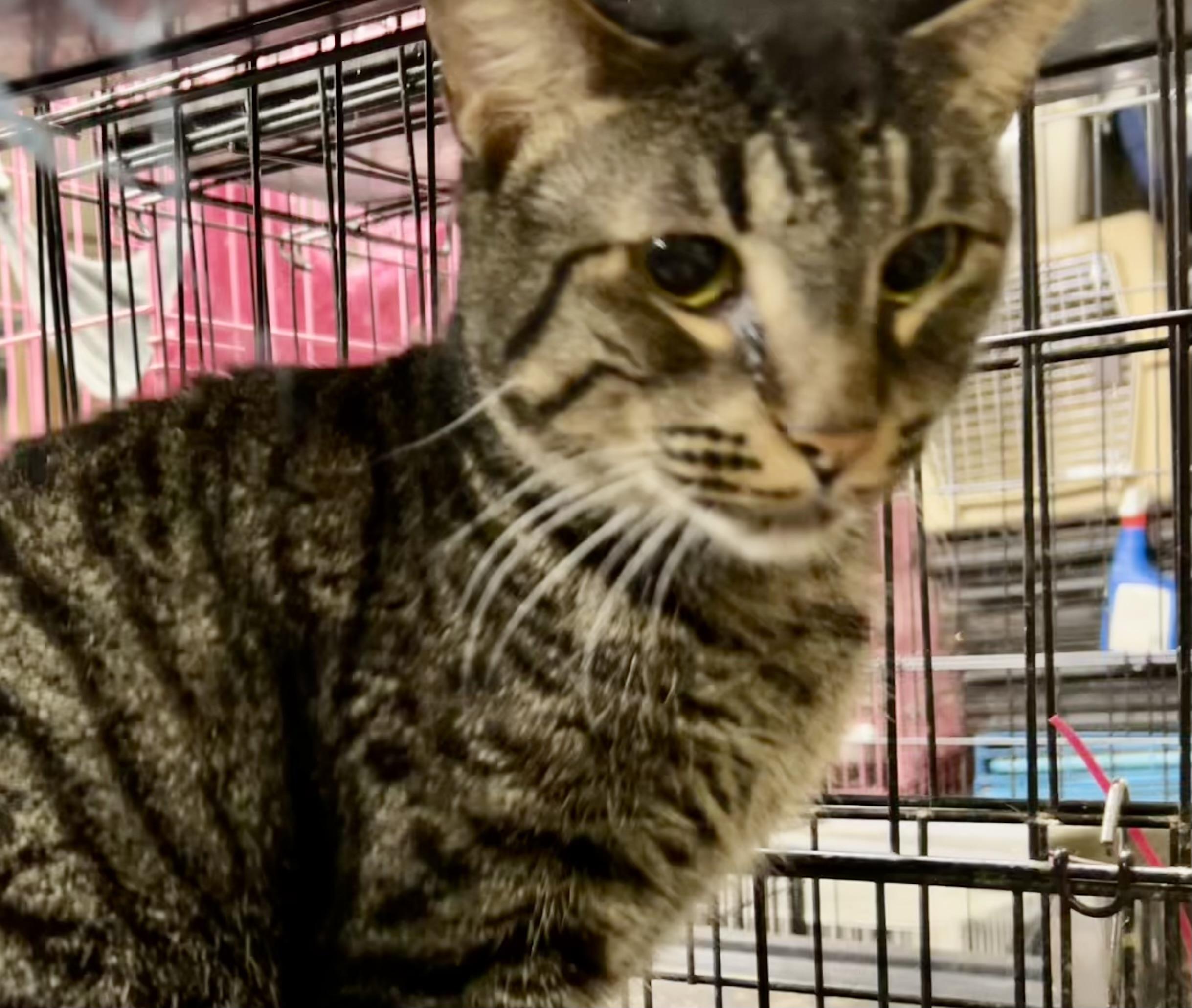 Enlarge Crockett, a Adoptable mixed breed in New Orleans, LA image 4/7