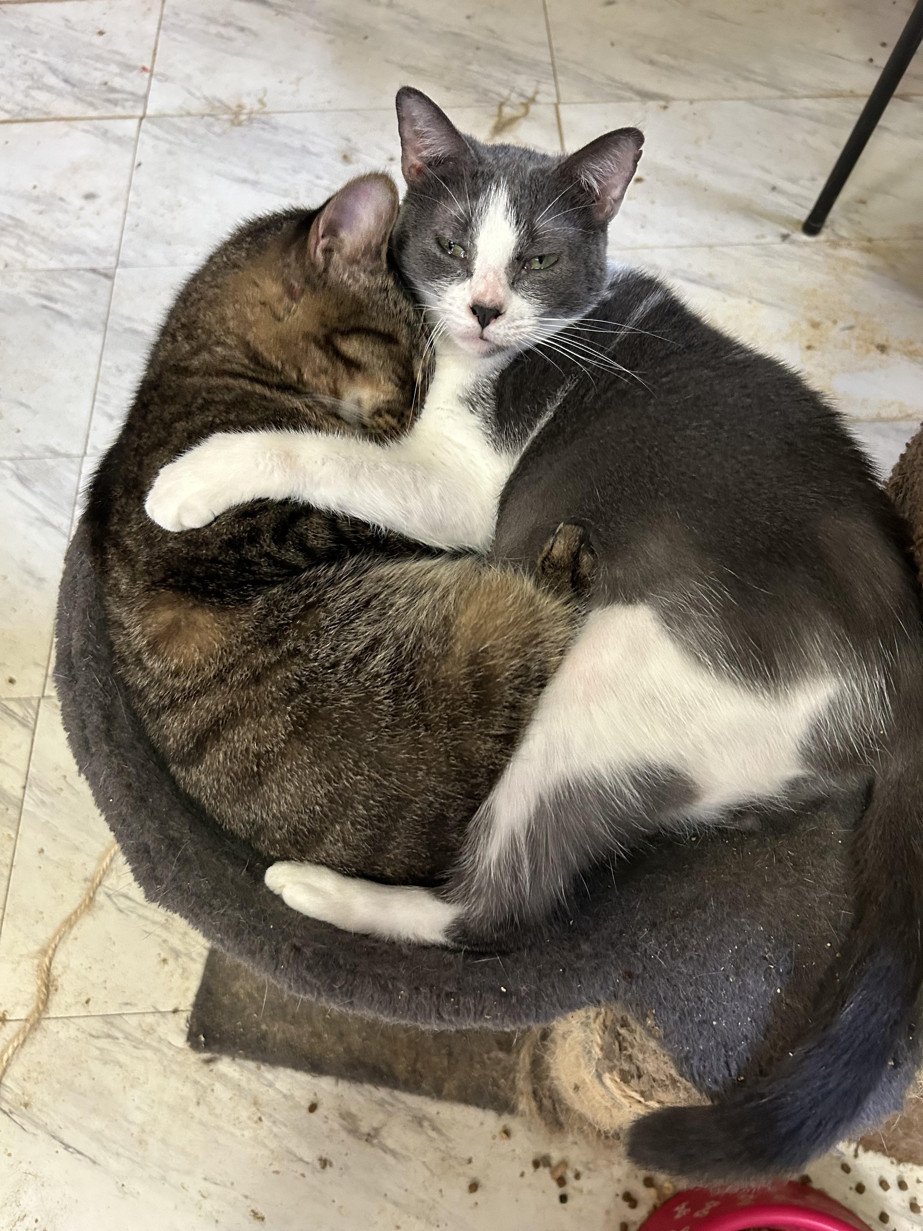 Enlarge Crockett, a Adoptable mixed breed in New Orleans, LA image 6/7