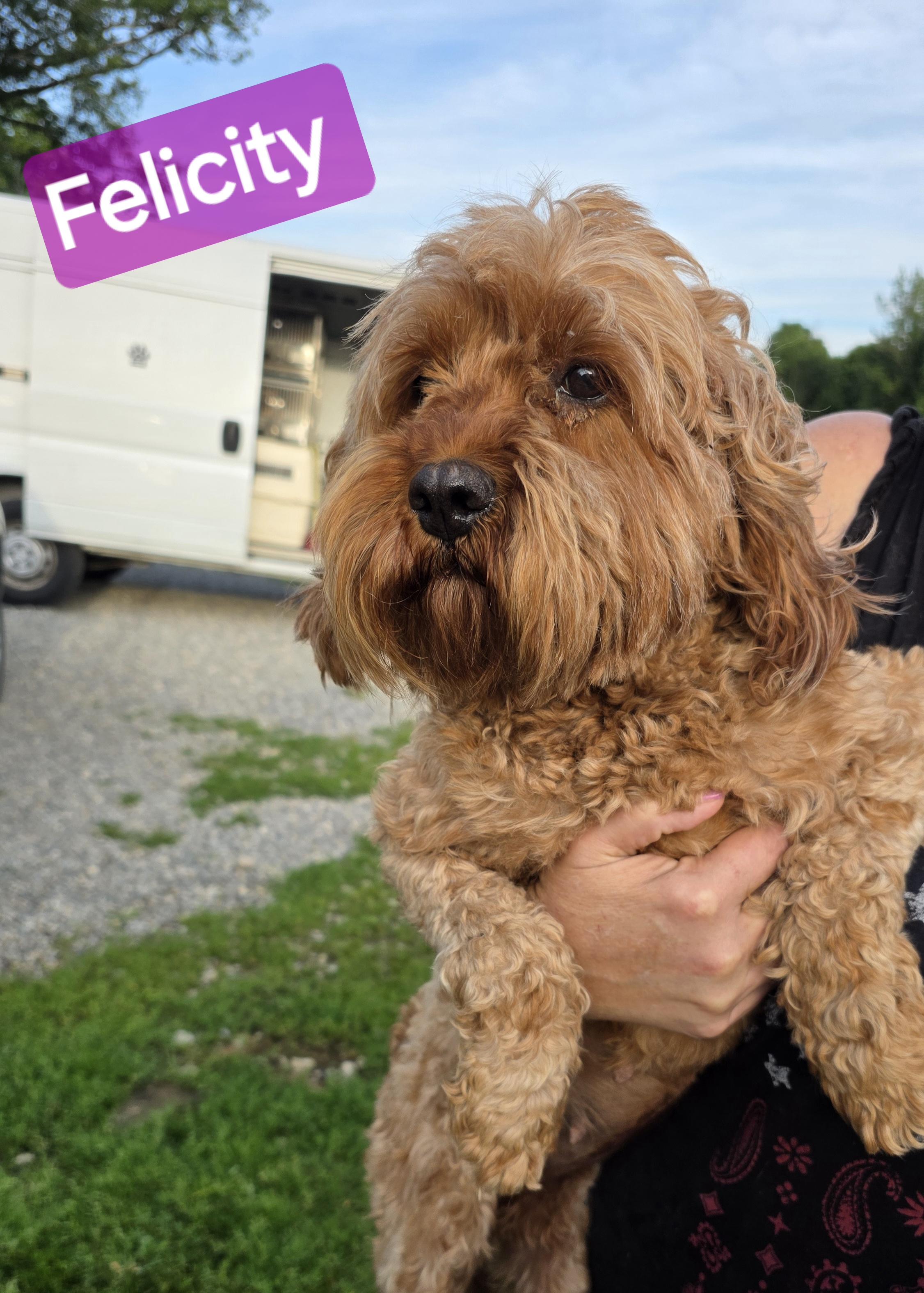 Felicity, adopted, Adult Female Goldendoodle.