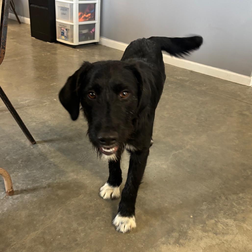 Ranger, Adoptable, Adult Male Mixed Breed.