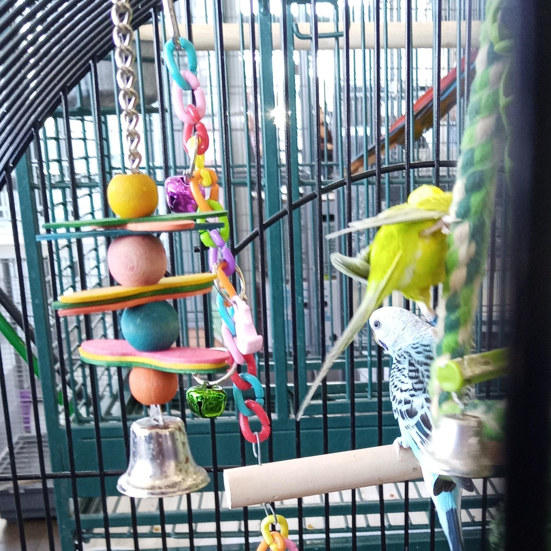 Mango photo