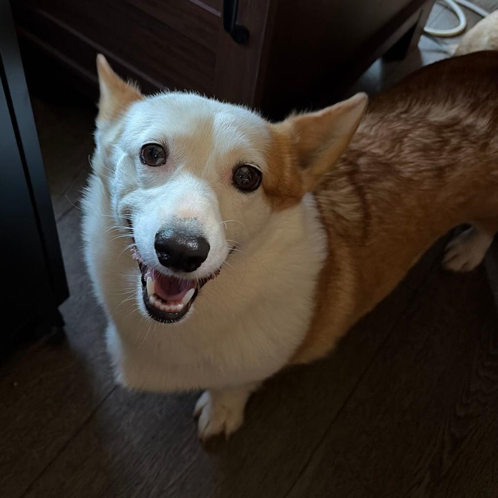 Enlarge FOSTER NEEDED - Holly, a Adoptable Cardigan Welsh Corgi in Staten Island, NY image 1/1