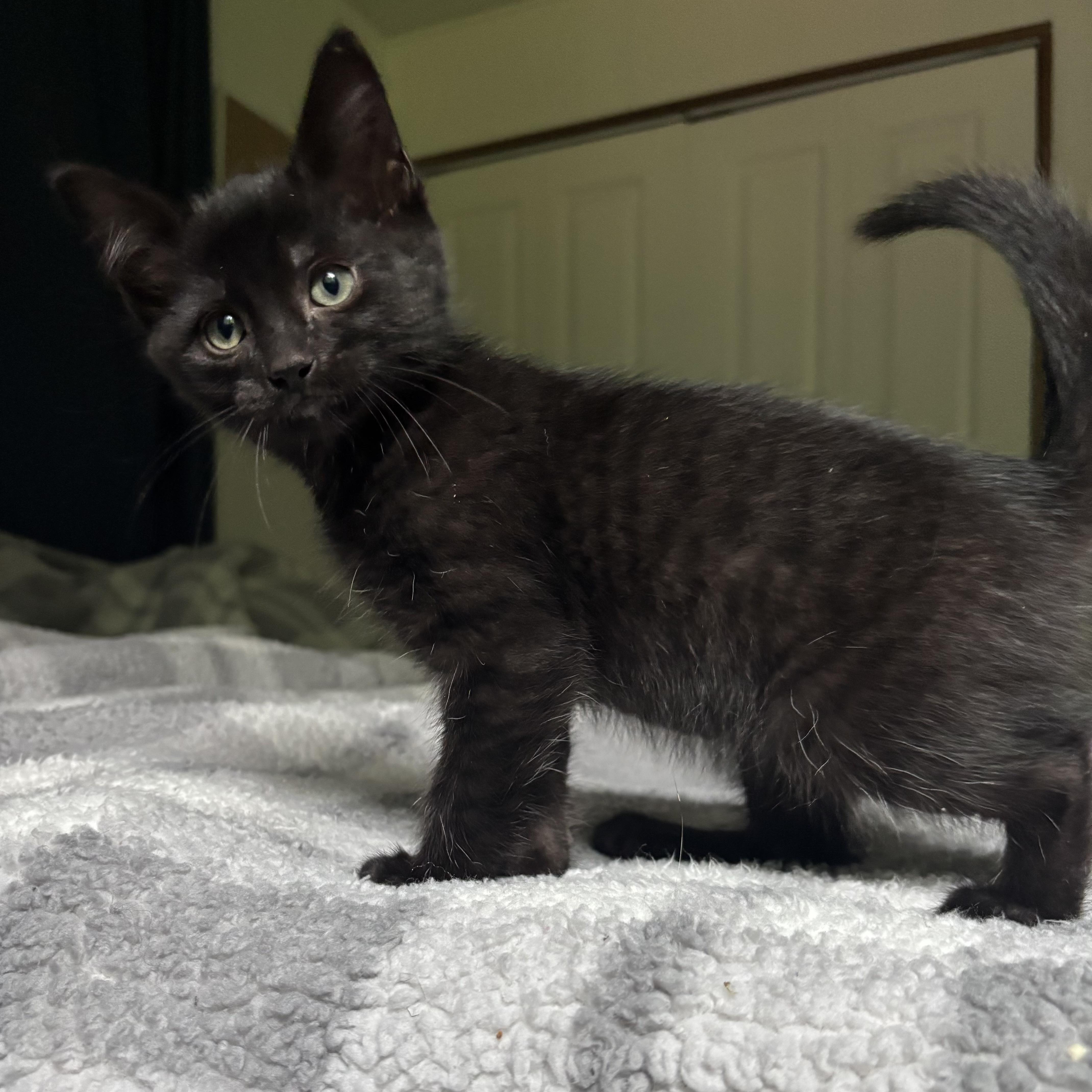 Wilder, an adoptable Domestic Short Hair in Monroe, WA image 1/5