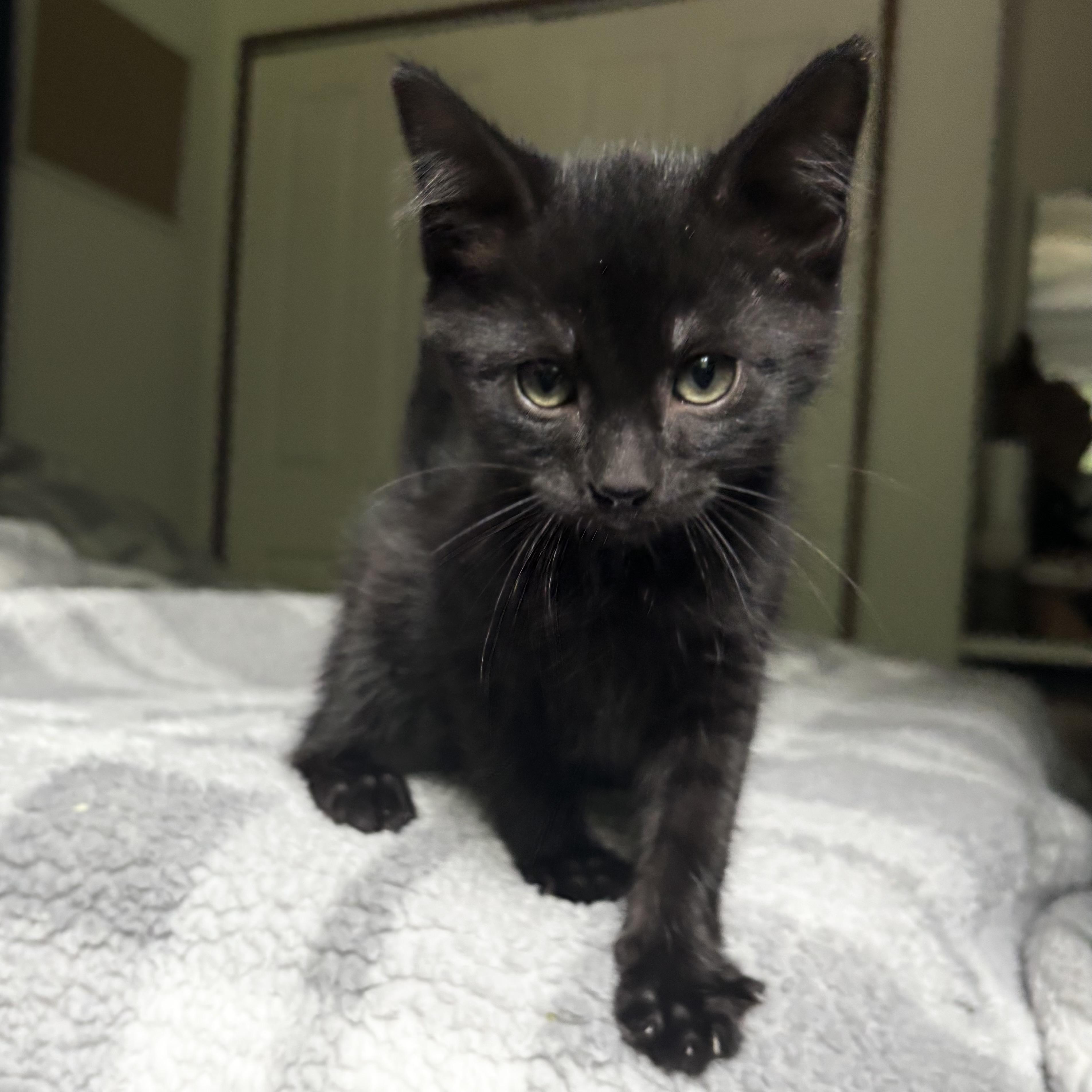 Wilder, an adoptable Domestic Short Hair in Monroe, WA image 3/5