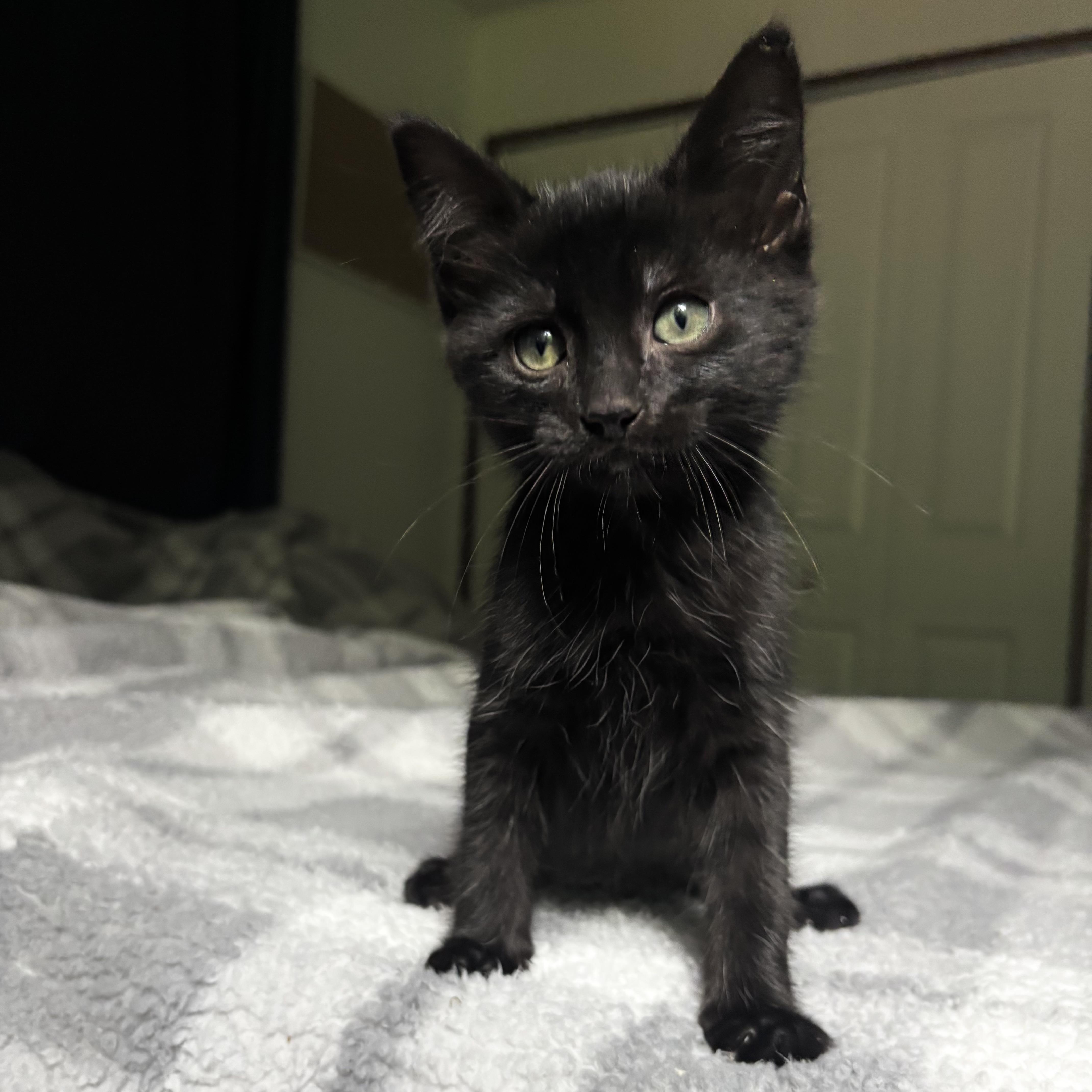 Wilder, an adoptable Domestic Short Hair in Monroe, WA image 2/5