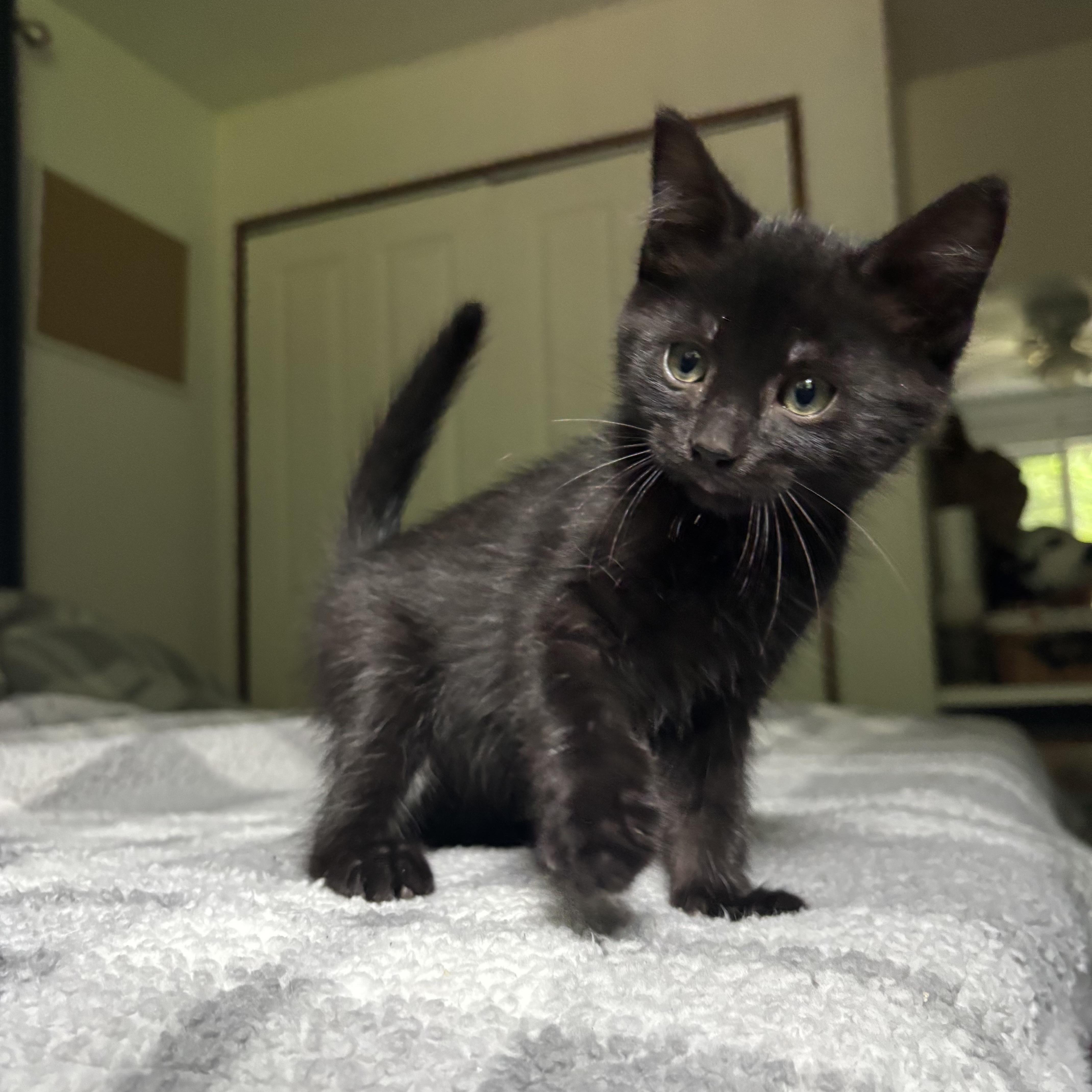 Wilder, an adoptable Domestic Short Hair in Monroe, WA image 5/5