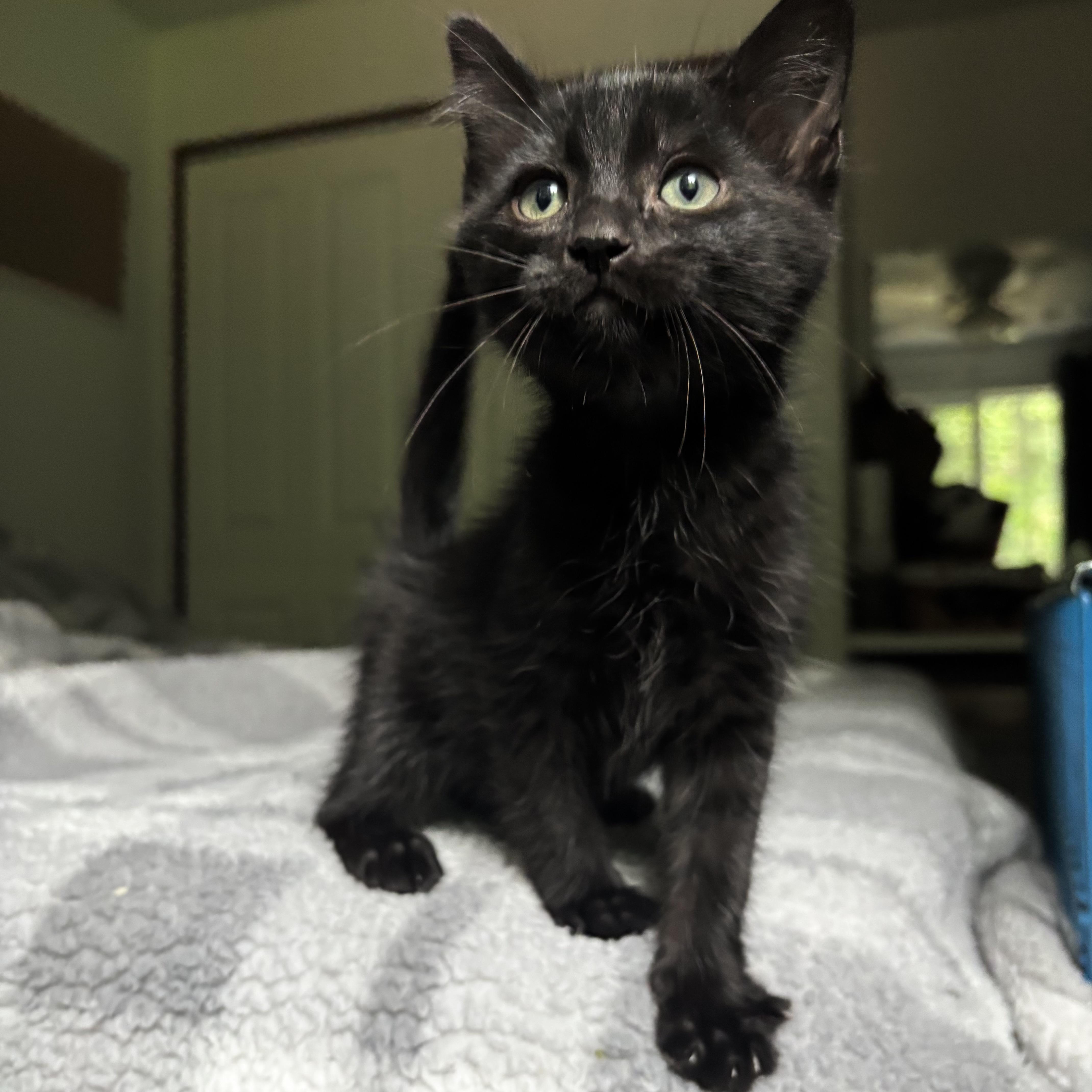 Wilder, an adoptable Domestic Short Hair in Monroe, WA image 4/5