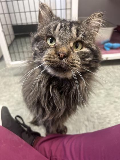 Moss, a Adoptable mixed breed in Shawano, WI image 1/3