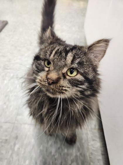 Moss, a Adoptable mixed breed in Shawano, WI image 2/3