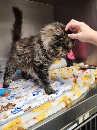 Moss, a Adoptable mixed breed in Shawano, WI image 3/3