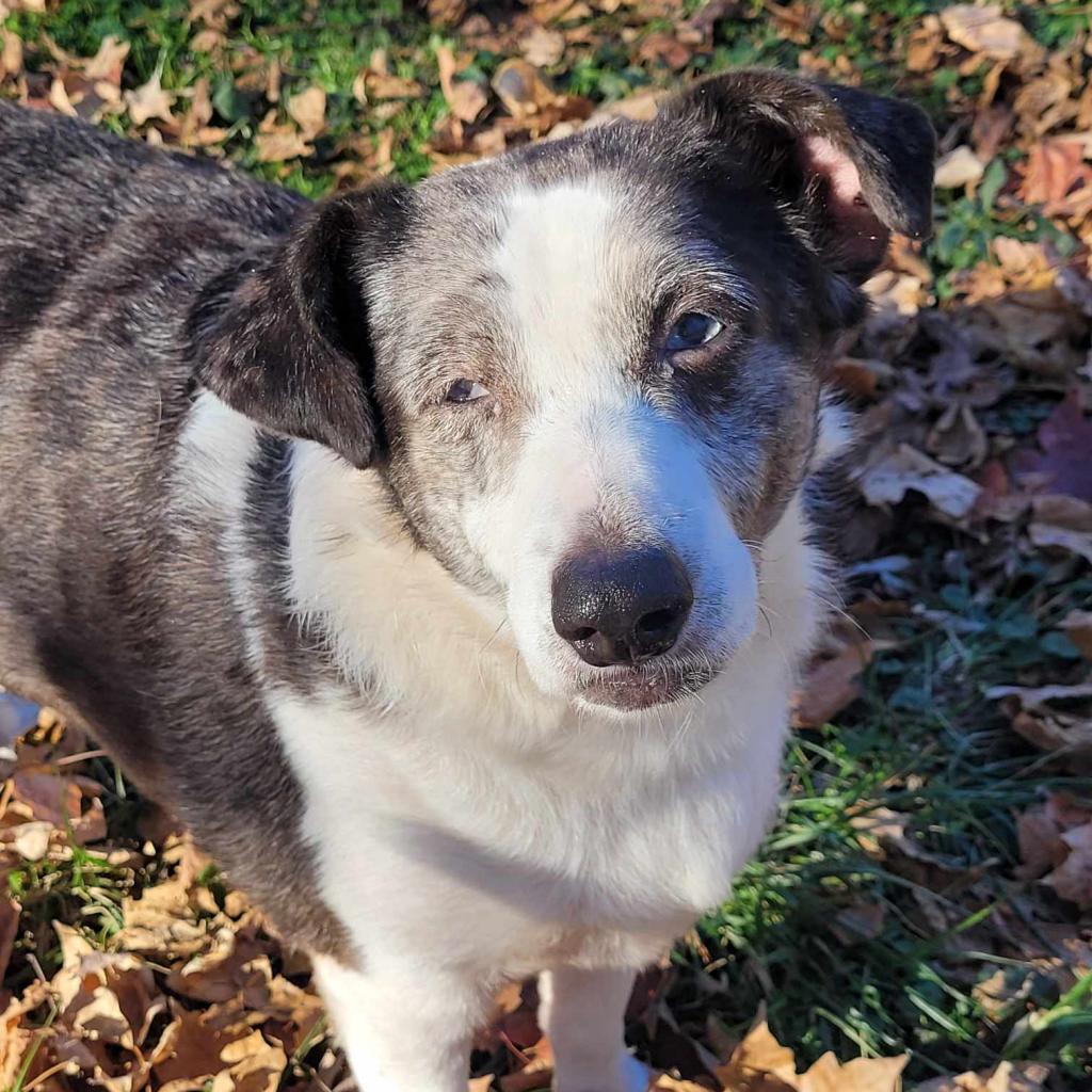 Enlarge Scarlet, a Adoptable mixed breed in Liberty, IN image 2/2