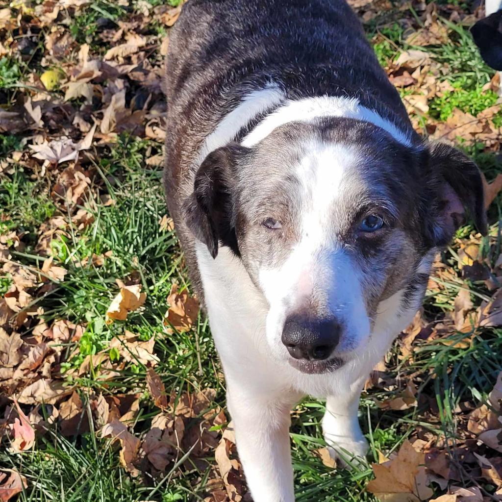Enlarge Scarlet, a Adoptable mixed breed in Liberty, IN image 2/2