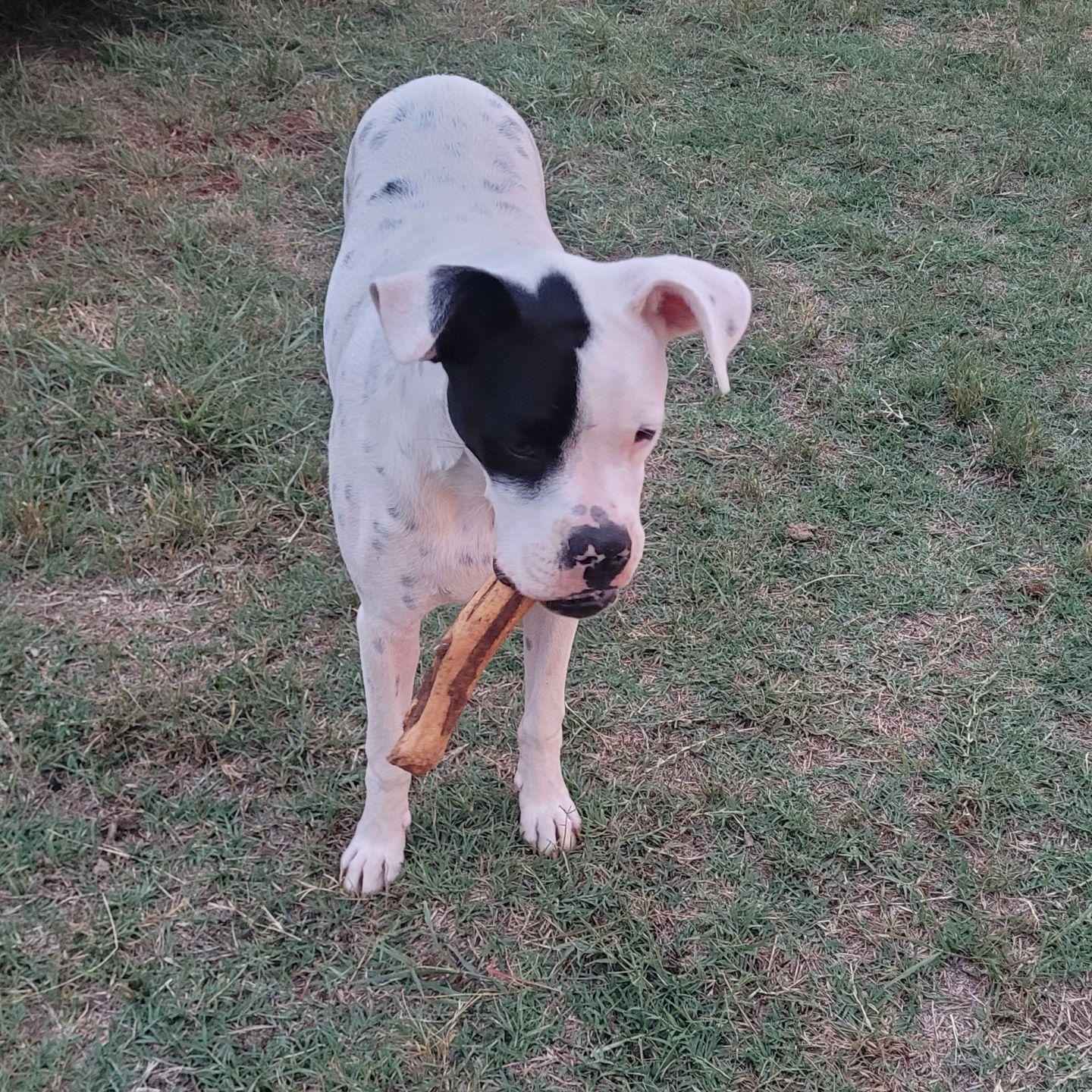 Enlarge Petie, a Adoptable Boxer in Cordell, OK image 3/5
