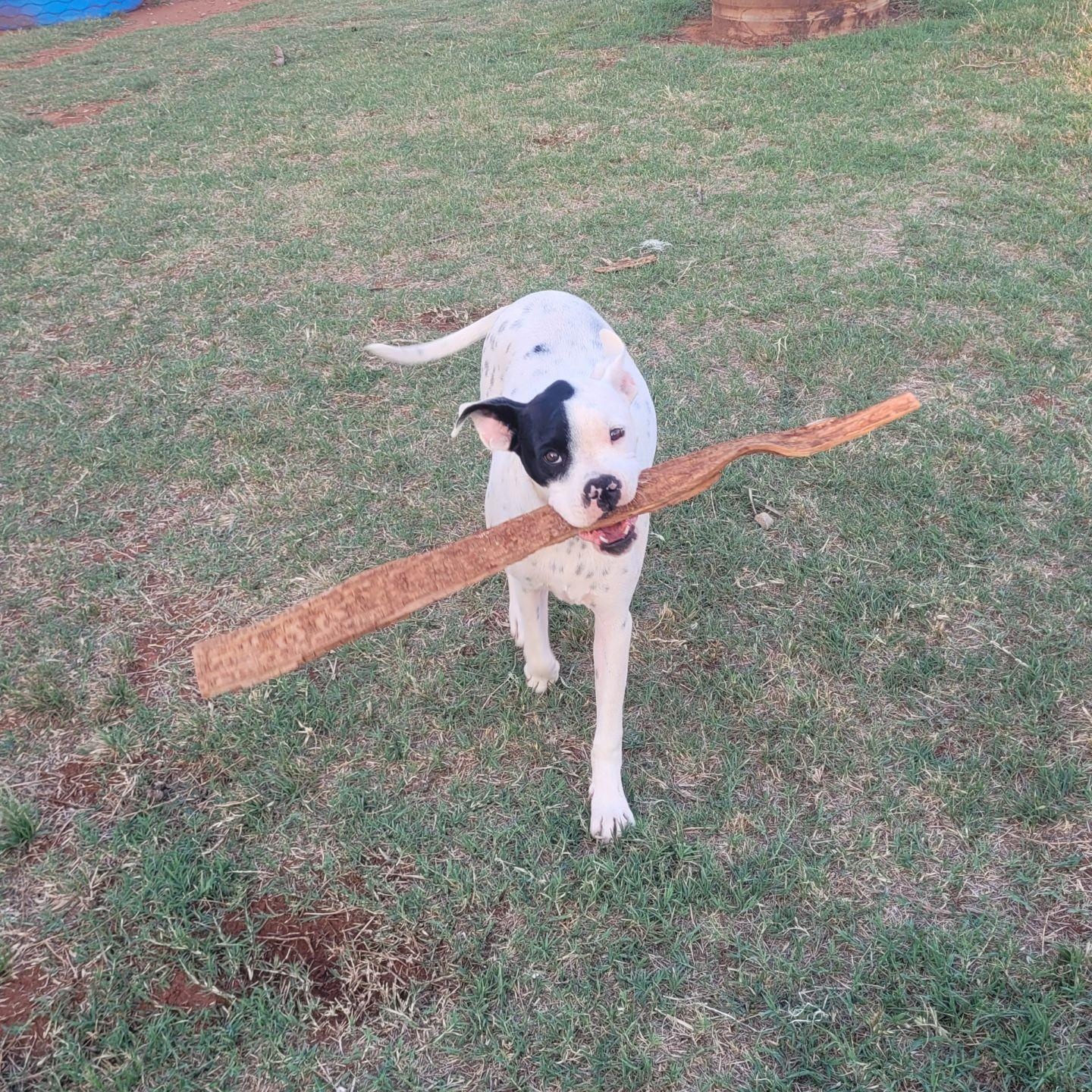 Enlarge Petie, a Adoptable Boxer in Cordell, OK image 5/5