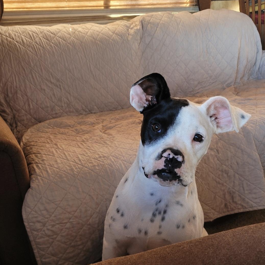 Enlarge Petie, a Adoptable Boxer in Cordell, OK image 1/5