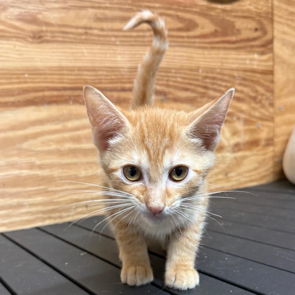 Sol, Adoptable, Kitten Male Domestic Short Hair.