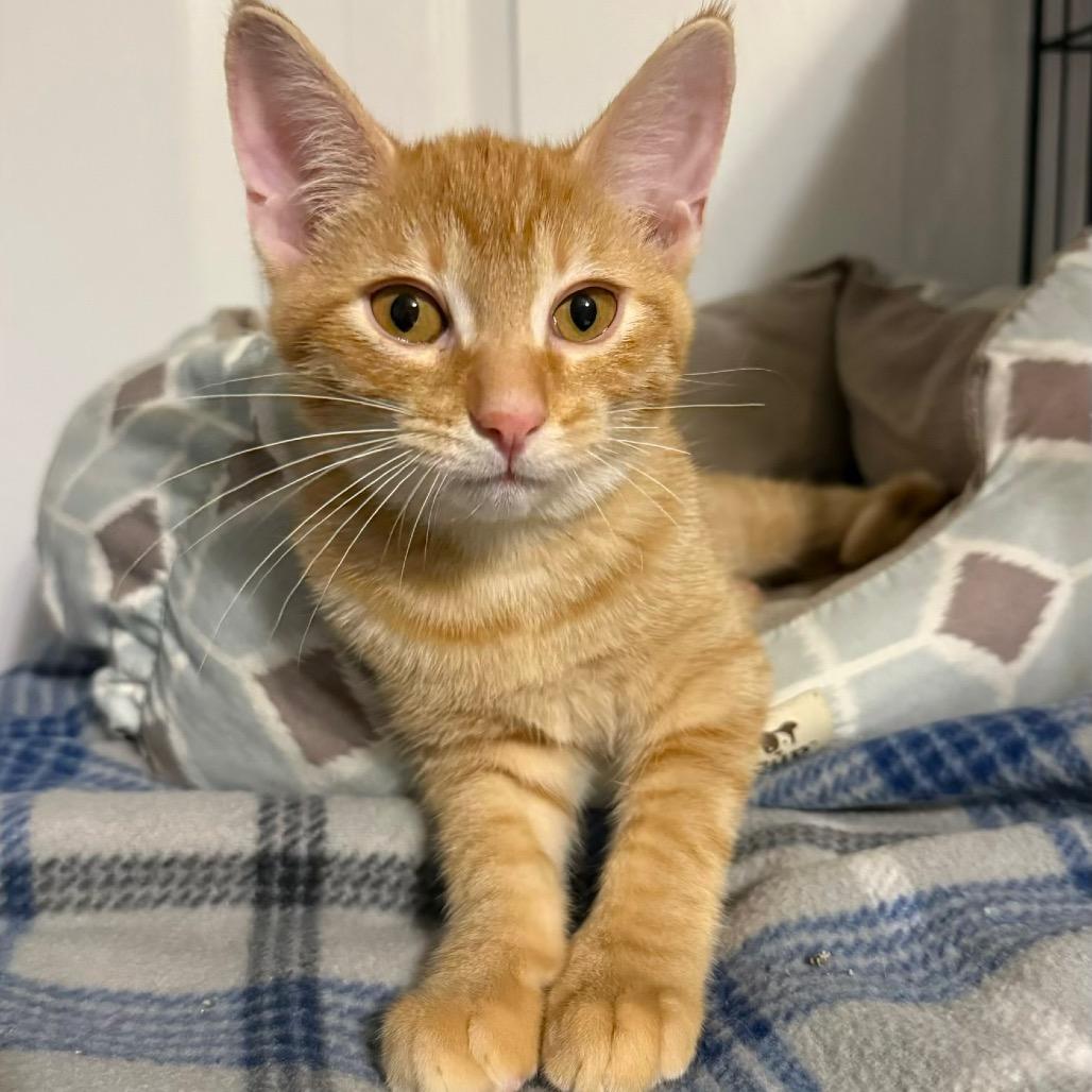 Enlarge Sol, a Adoptable Domestic Short Hair in Booneville, AR image 2/3