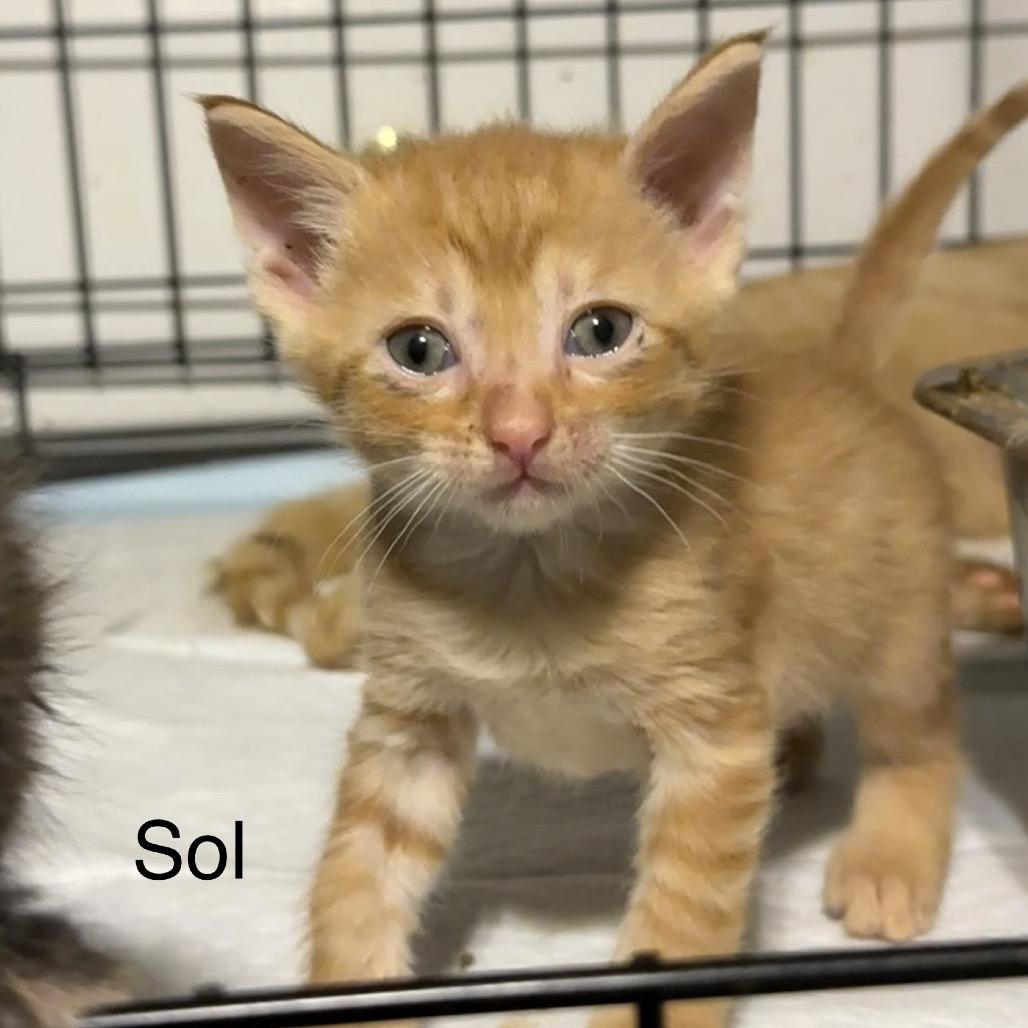 Enlarge Sol, a Adoptable Domestic Short Hair in Booneville, AR image 3/3