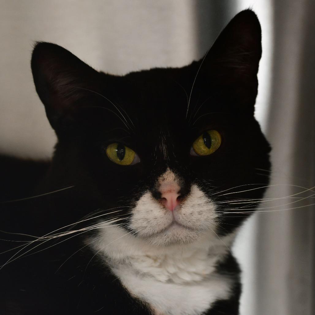 Enlarge Penguin, a Adoptable Domestic Short Hair in Ottawa, KS image 1/1