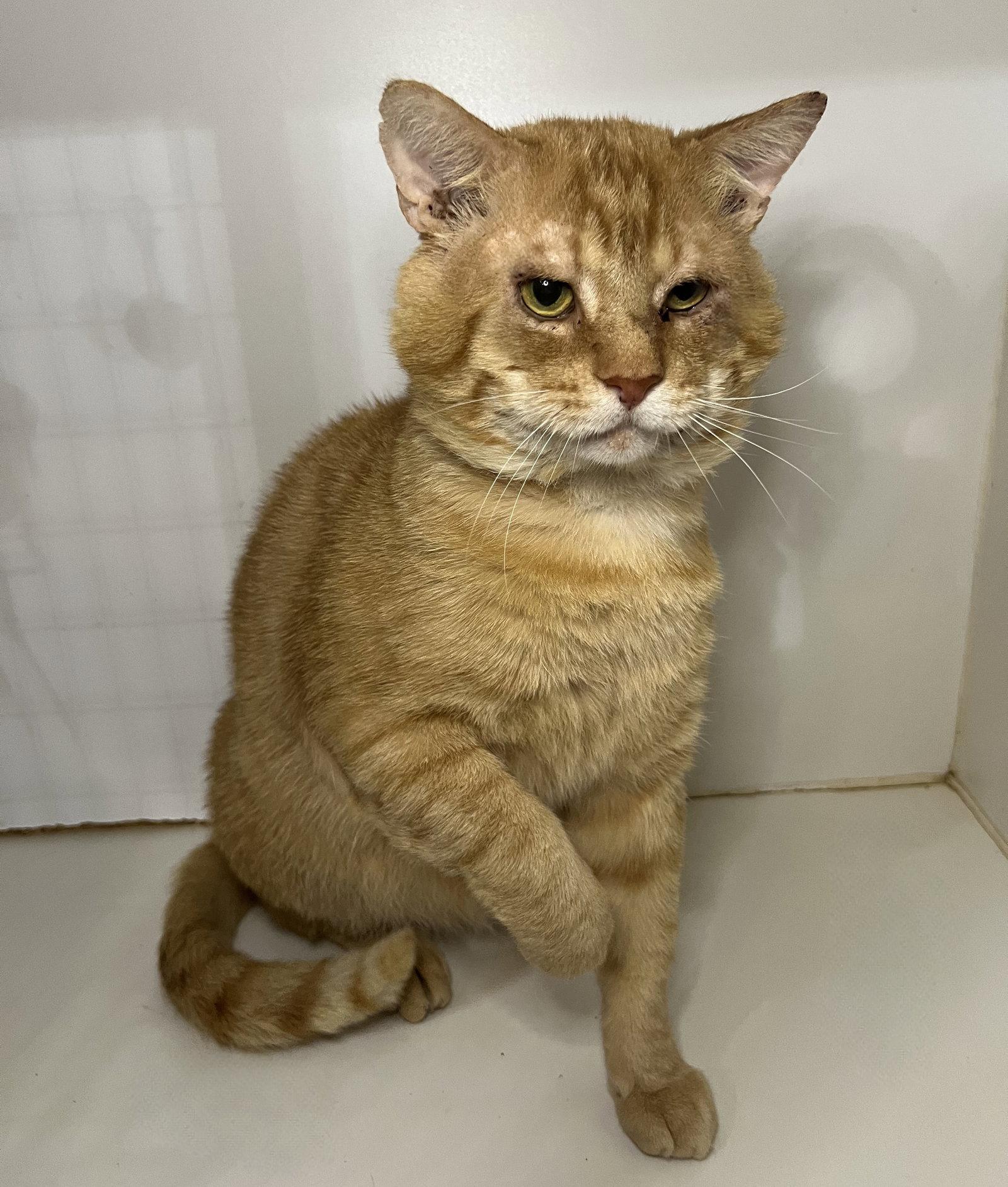 Garfield, Adoptable, Adult Male Domestic Short Hair & Tabby.
