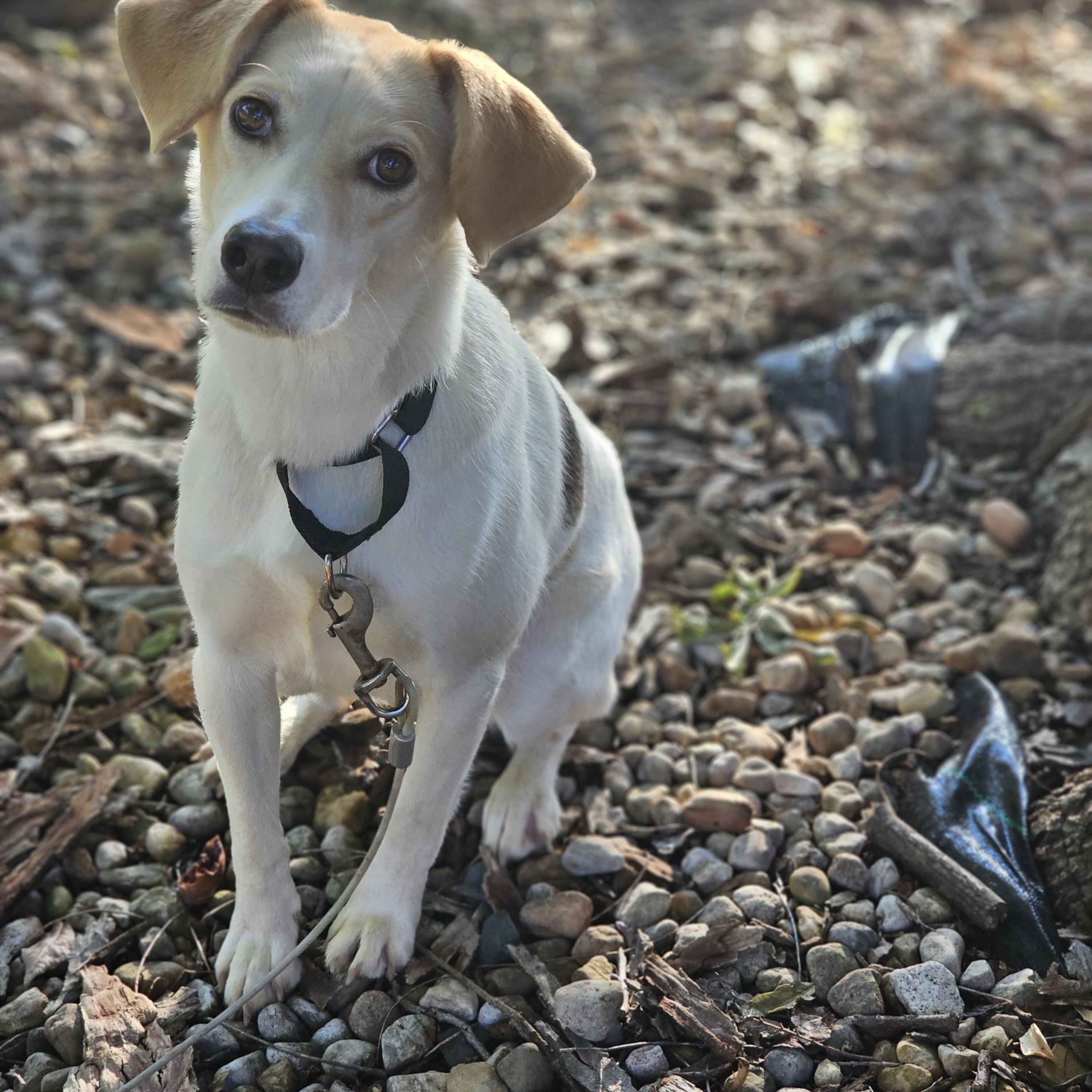 Enlarge Khloe Springfield, a Adoptable mixed breed in Springfield , IL image 3/6