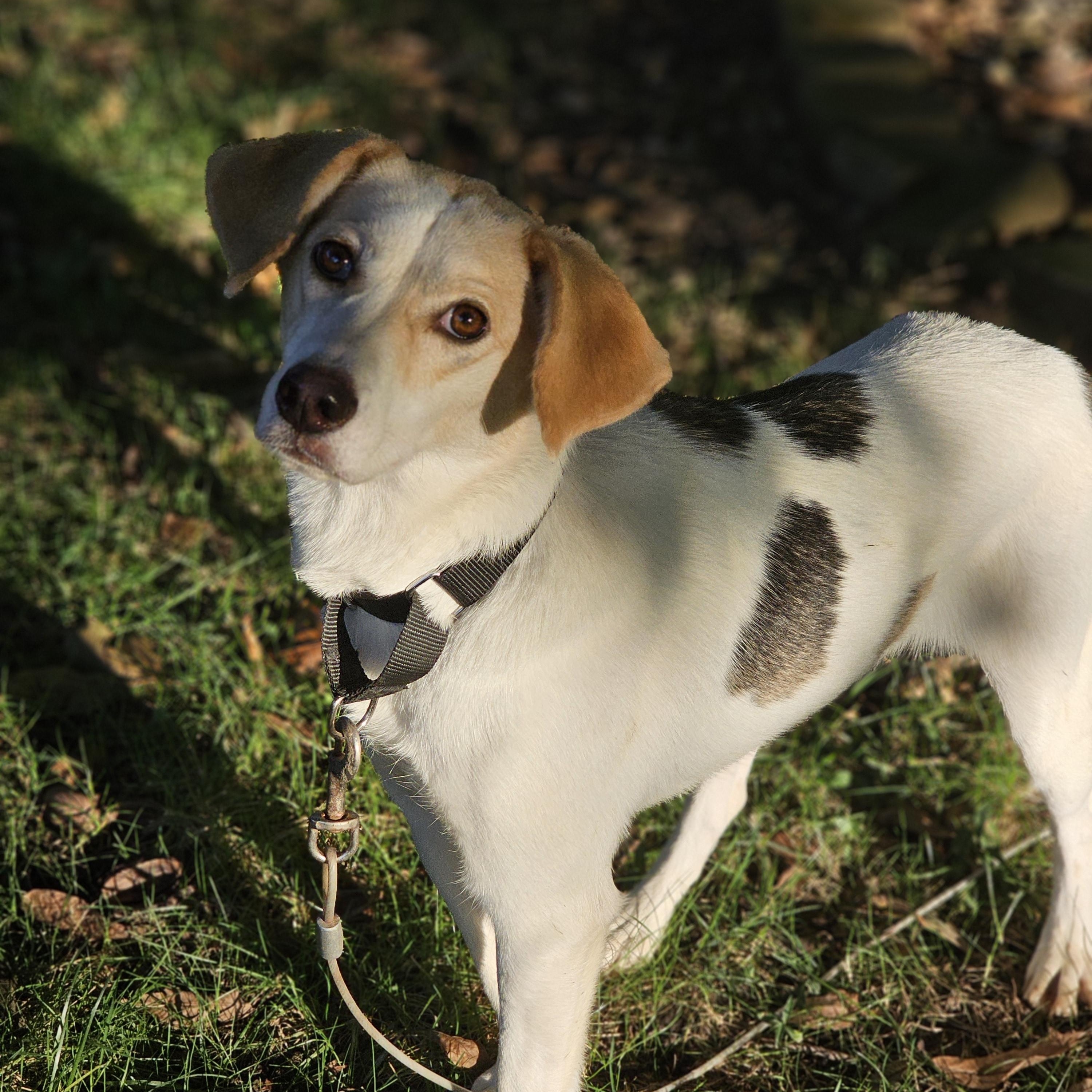 Khloe Springfield, Adoptable, Young Female Beagle.