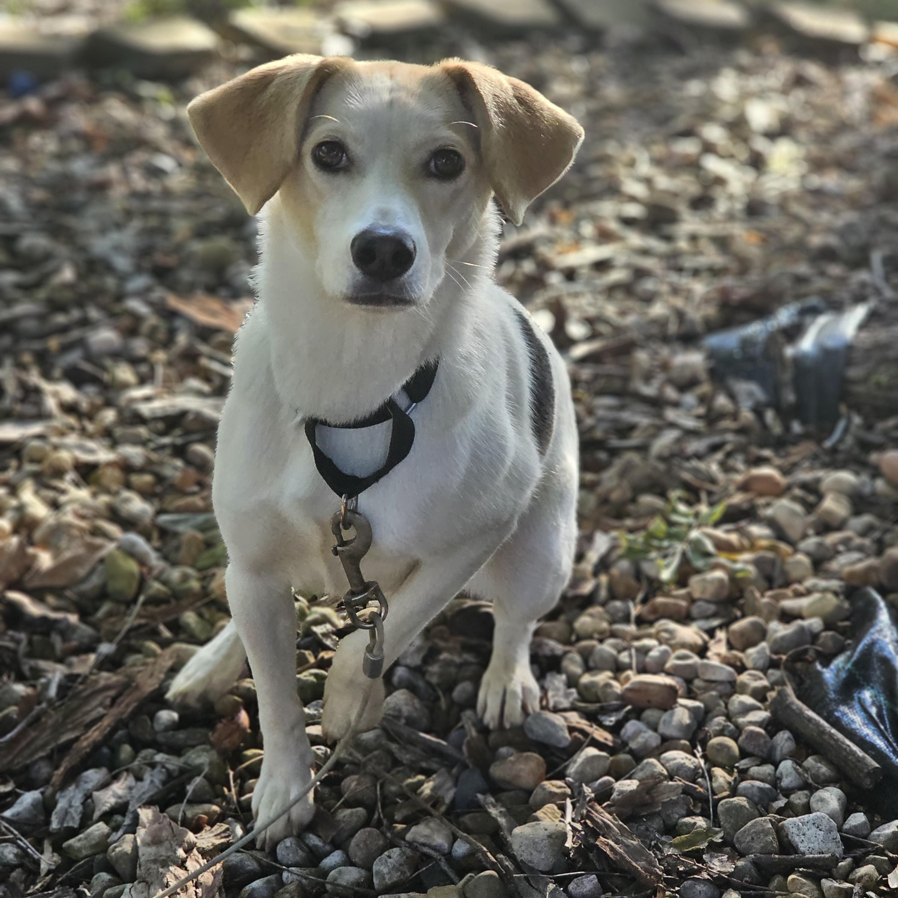 Enlarge Khloe Springfield, a Adoptable mixed breed in Springfield , IL image 4/6