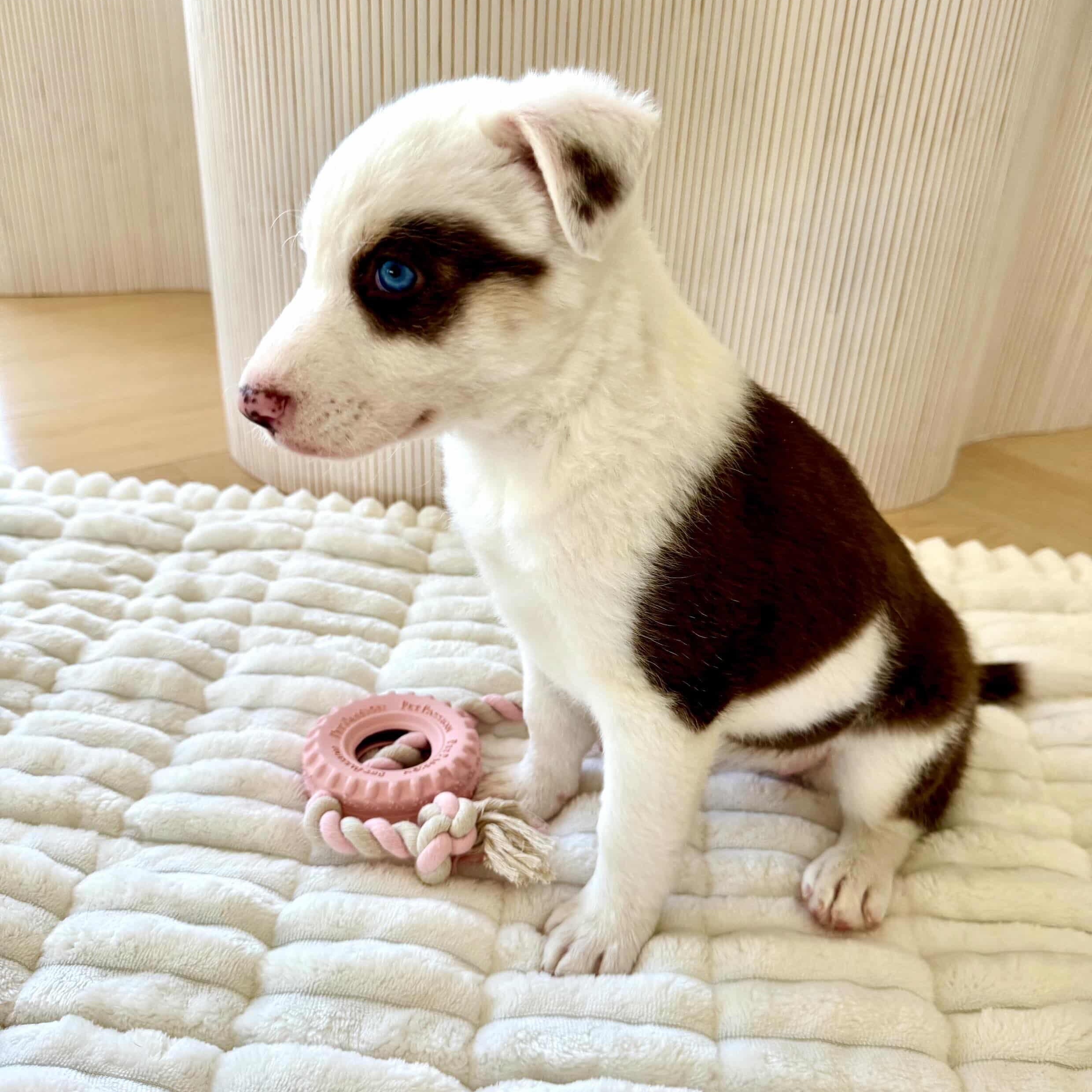 Kenia, an adopted mixed breed in Irvine, CA image 2/5