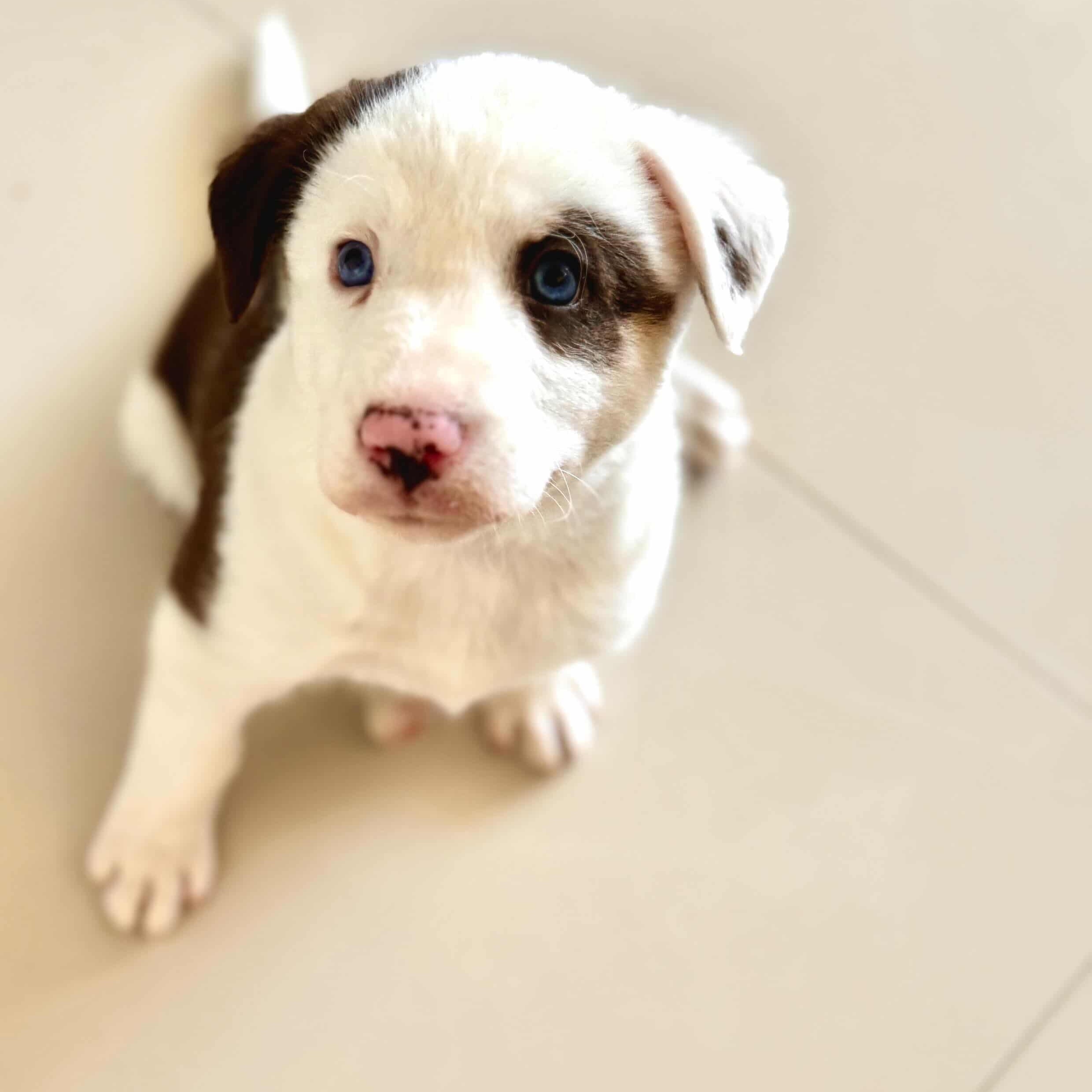 Kenia, an adopted mixed breed in Irvine, CA image 3/5