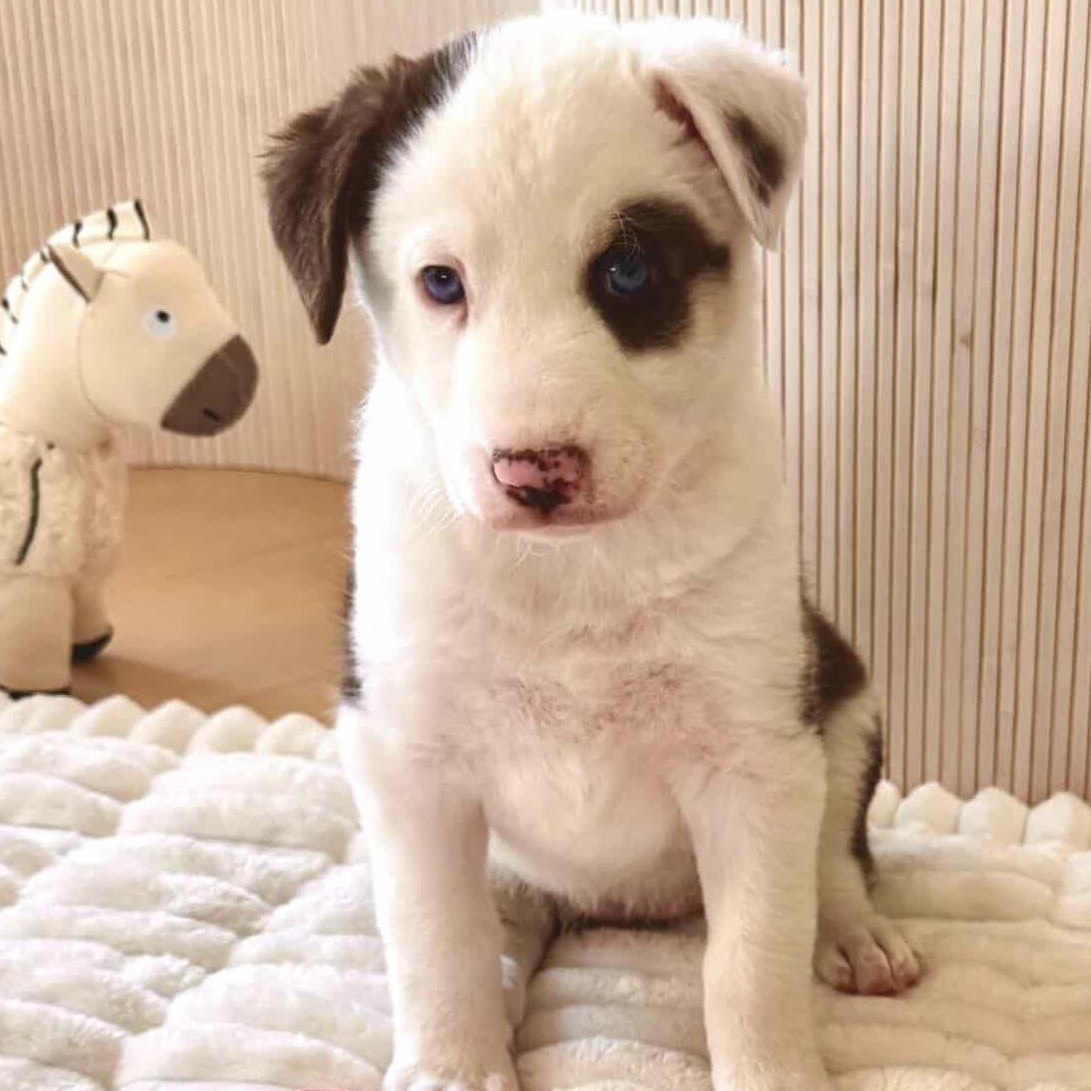 Kenia, an adopted mixed breed in Irvine, CA image 4/5