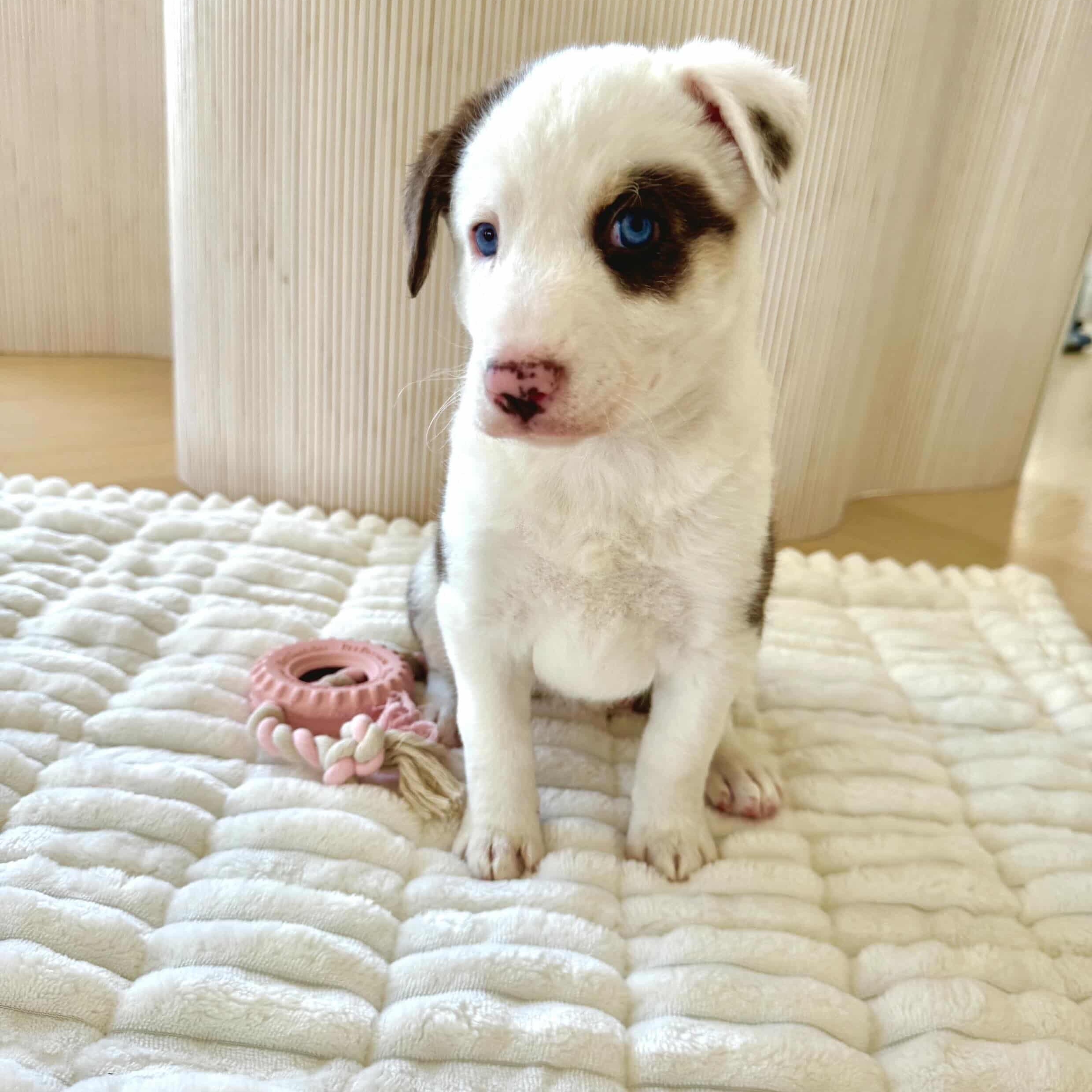 Kenia, adopted, Puppy Female Australian Shepherd & Great Pyrenees.