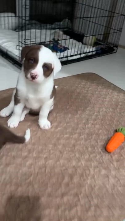 Enlarge Kenia, an adopted mixed breed in Irvine, CA video 5/5