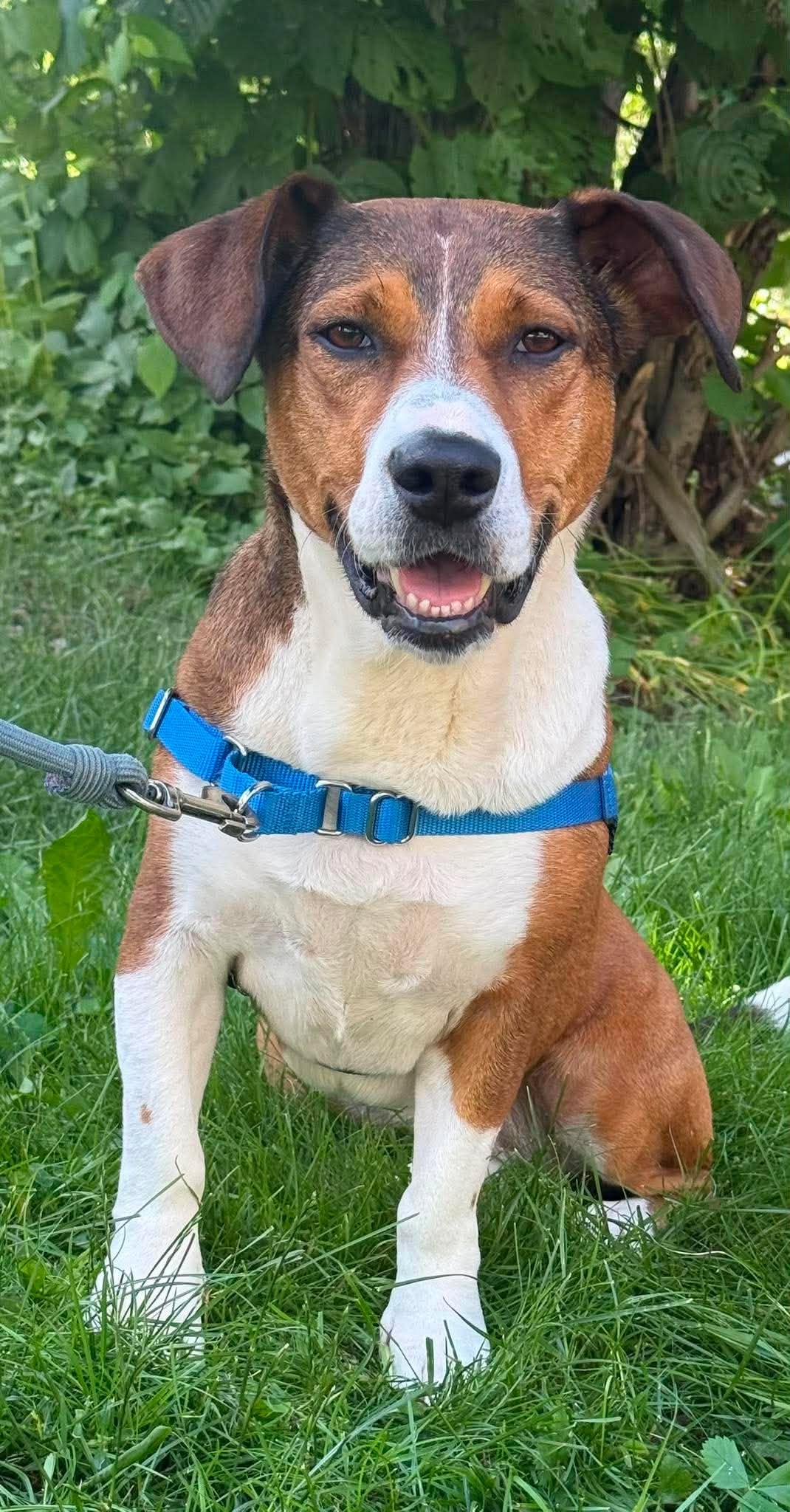 Canela, a ADOPTABLE mixed breed in Brunswick, ME image 6/6