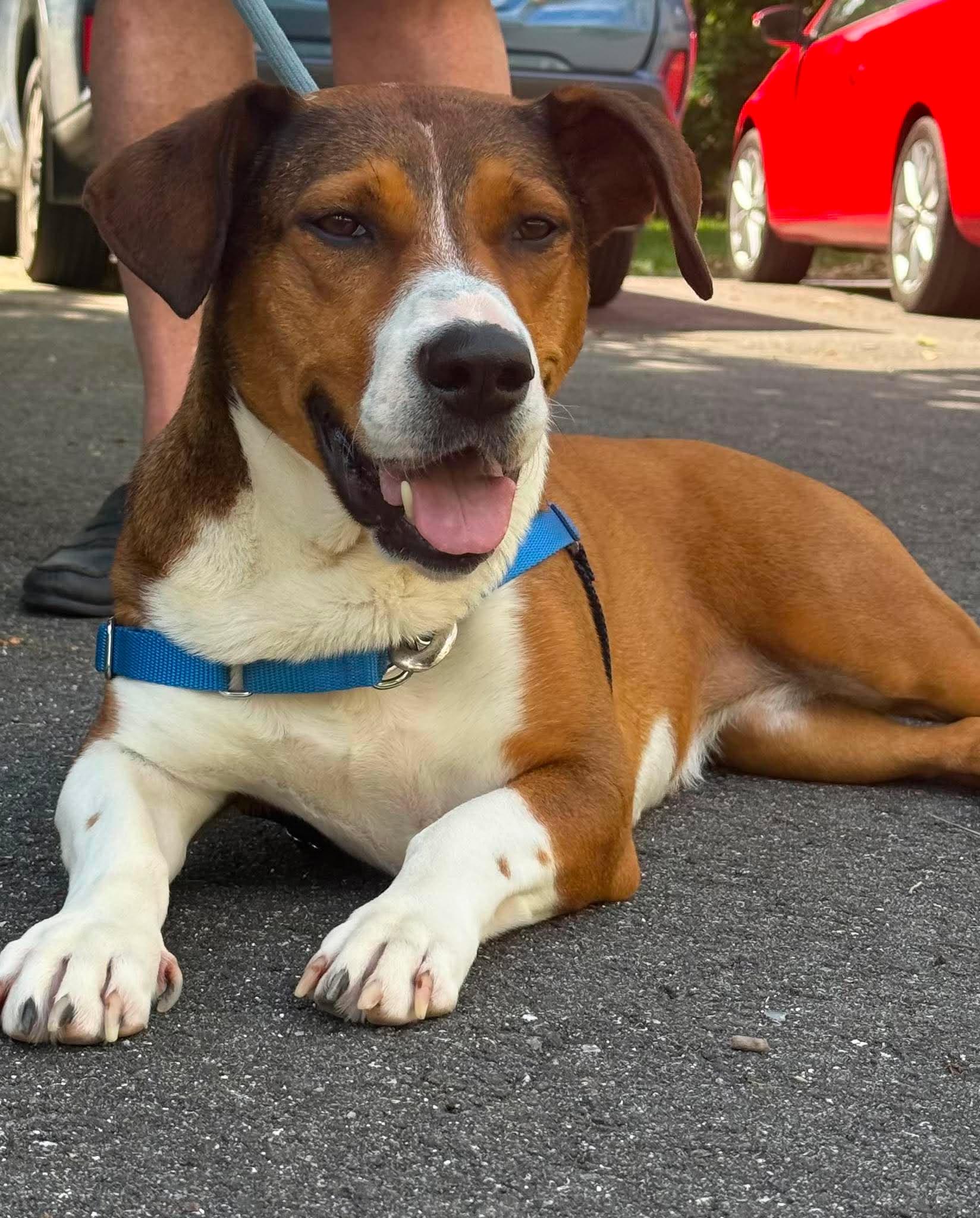 Canela, ADOPTABLE, Adult Female Basset Hound & Beagle.
