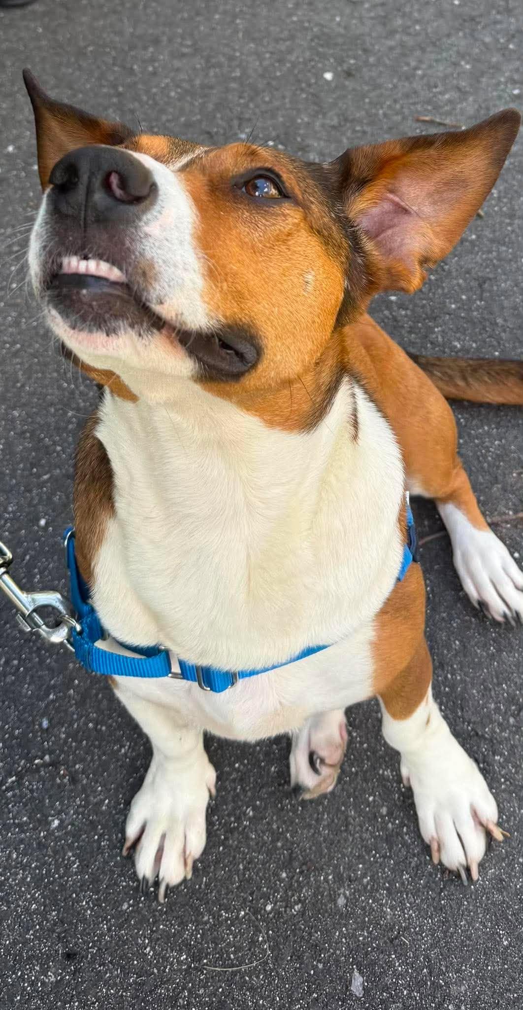 Canela, a ADOPTABLE mixed breed in Brunswick, ME image 5/6