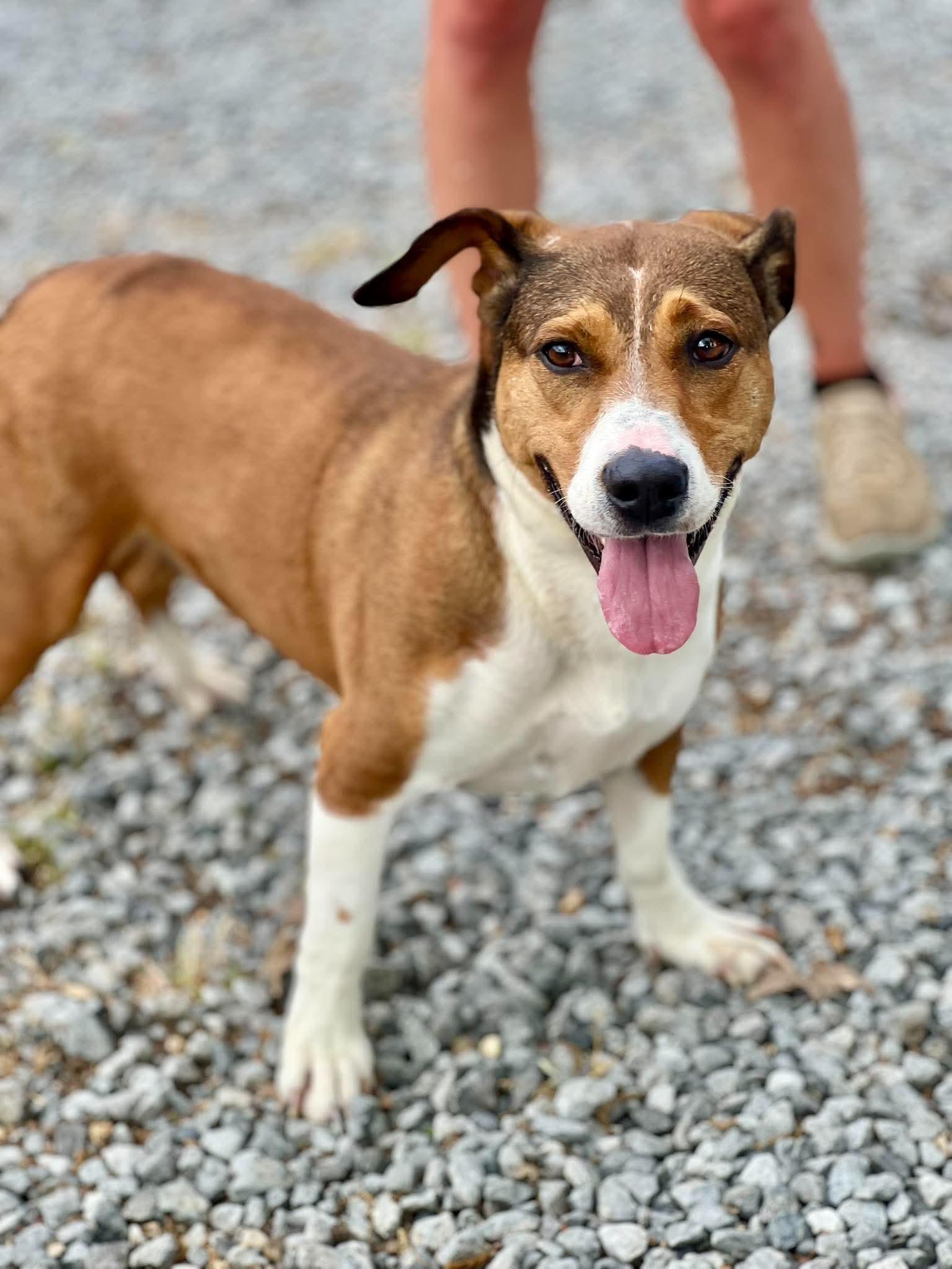 Canela, ADOPTABLE, Adult Female Basset Hound & Beagle.