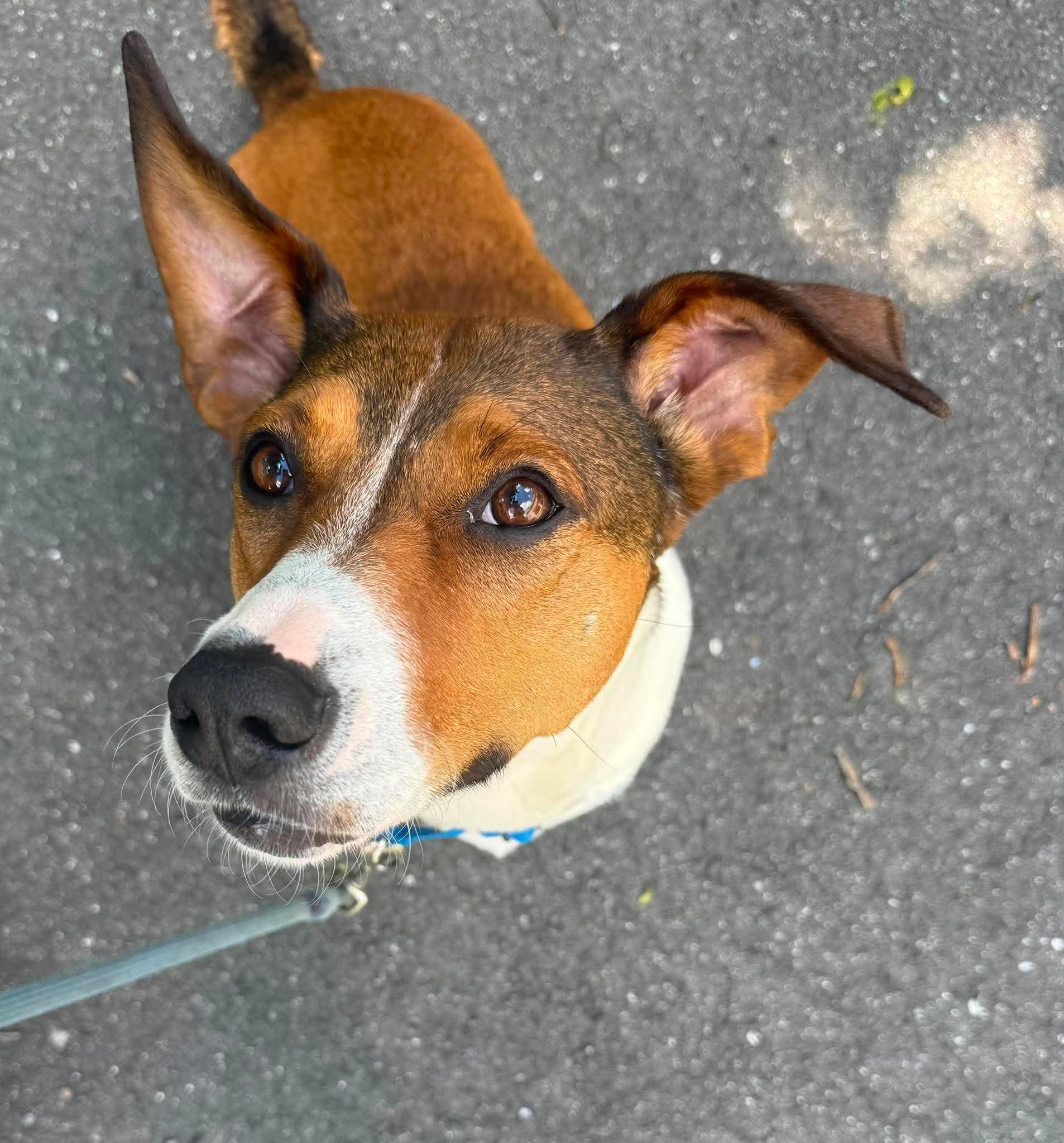 Canela, a ADOPTABLE mixed breed in Brunswick, ME image 4/6