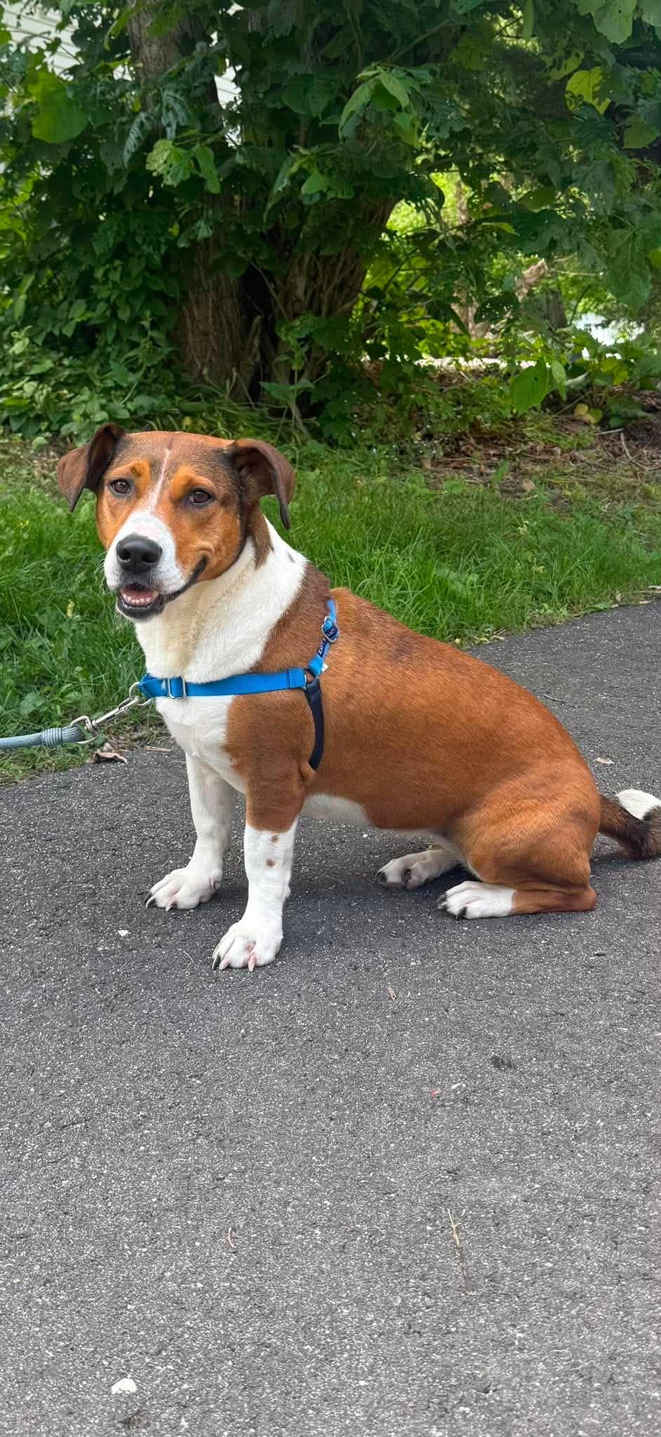 Canela, a ADOPTABLE mixed breed in Brunswick, ME image 2/6