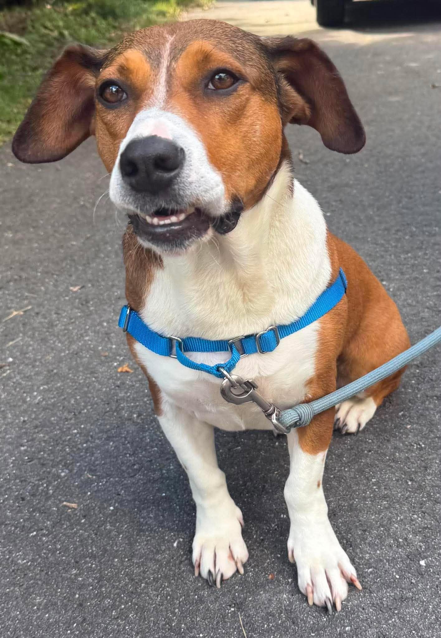 Canela, a ADOPTABLE mixed breed in Brunswick, ME image 3/6