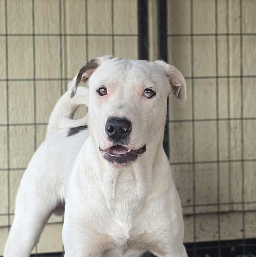 Happy, a Adoptable Mixed Breed in Kennewick, WA image 2/6