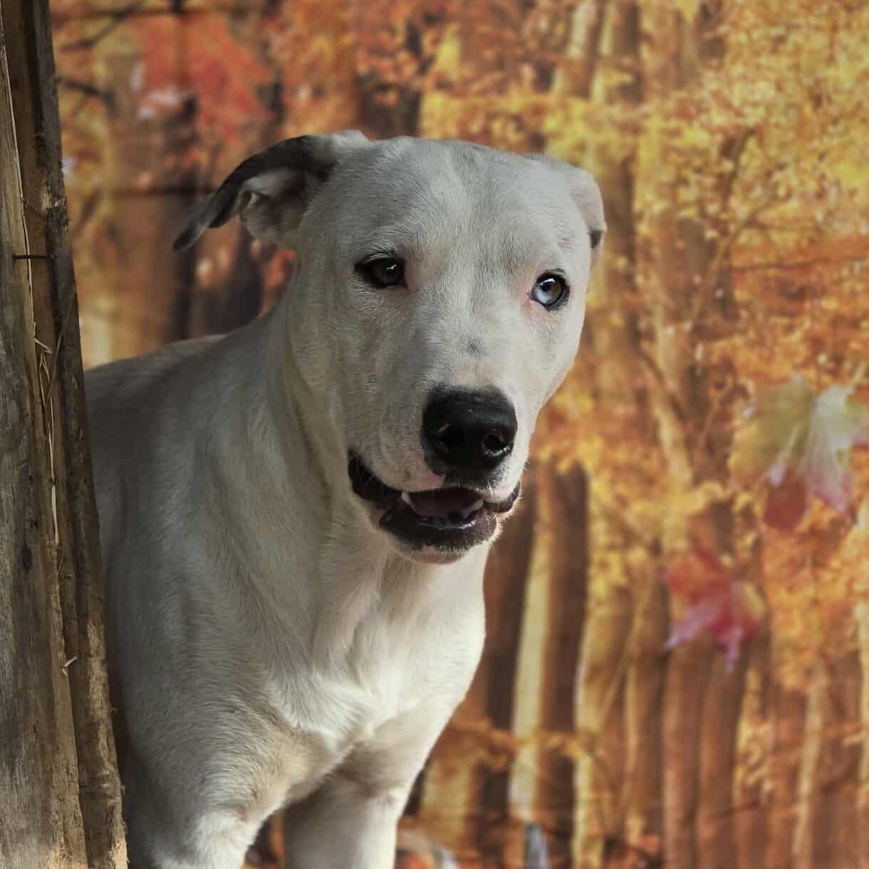Happy, a Adoptable Mixed Breed in Kennewick, WA image 3/6