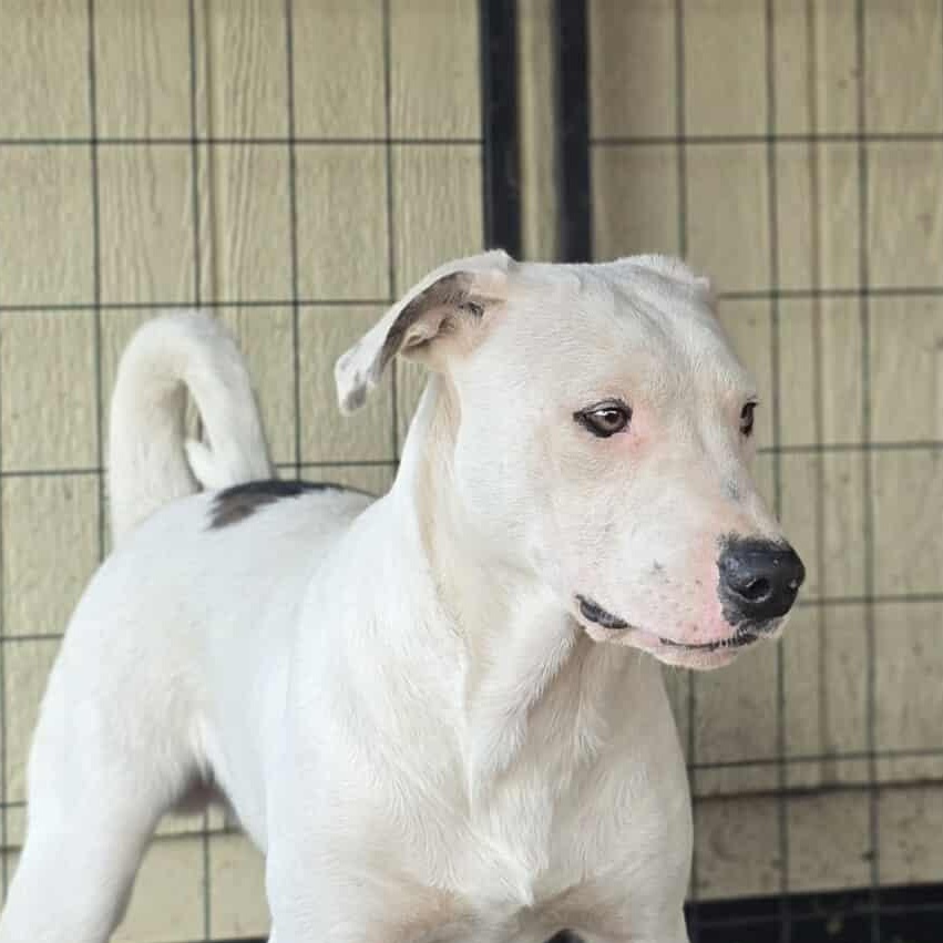 Happy, a Adoptable Mixed Breed in Kennewick, WA image 4/6